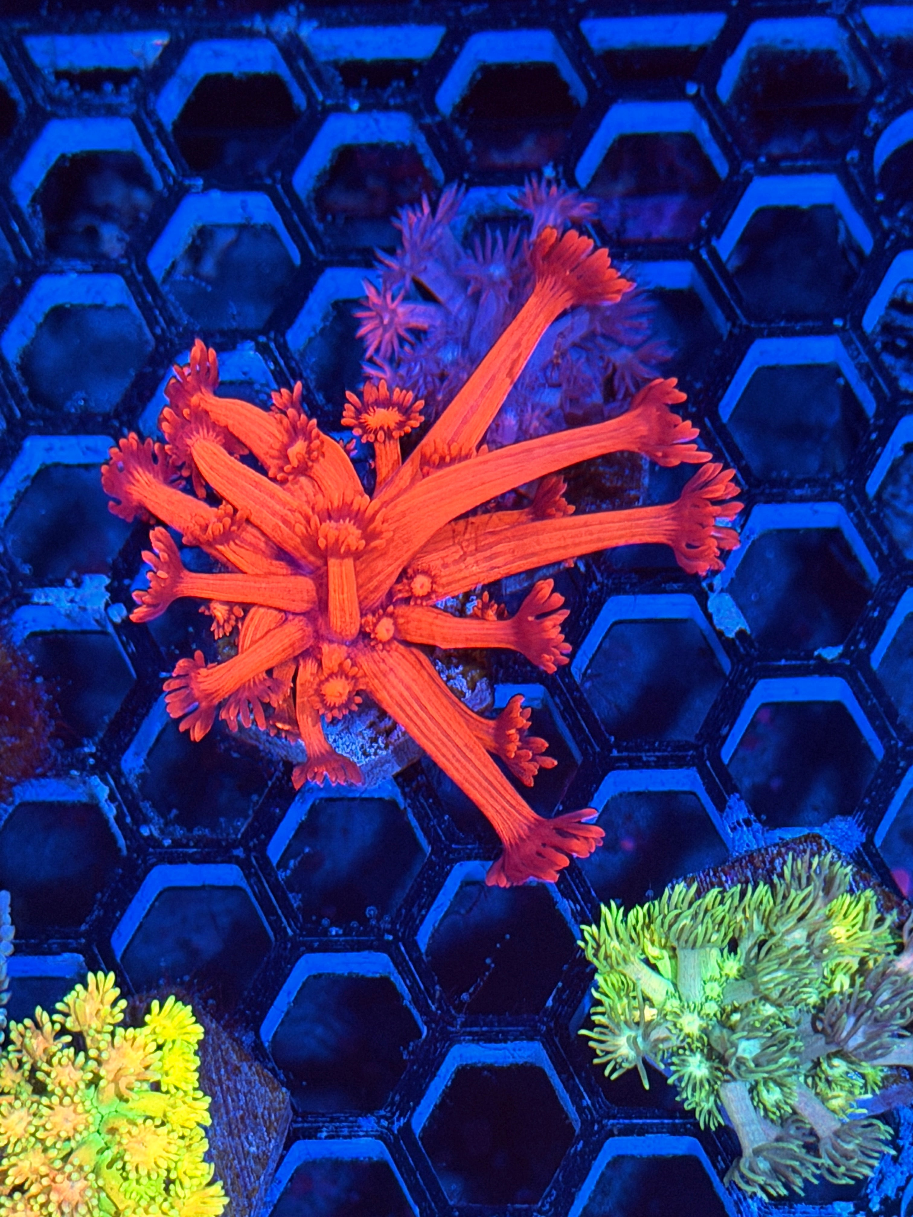 JEA Red Devil Goniopora Coral