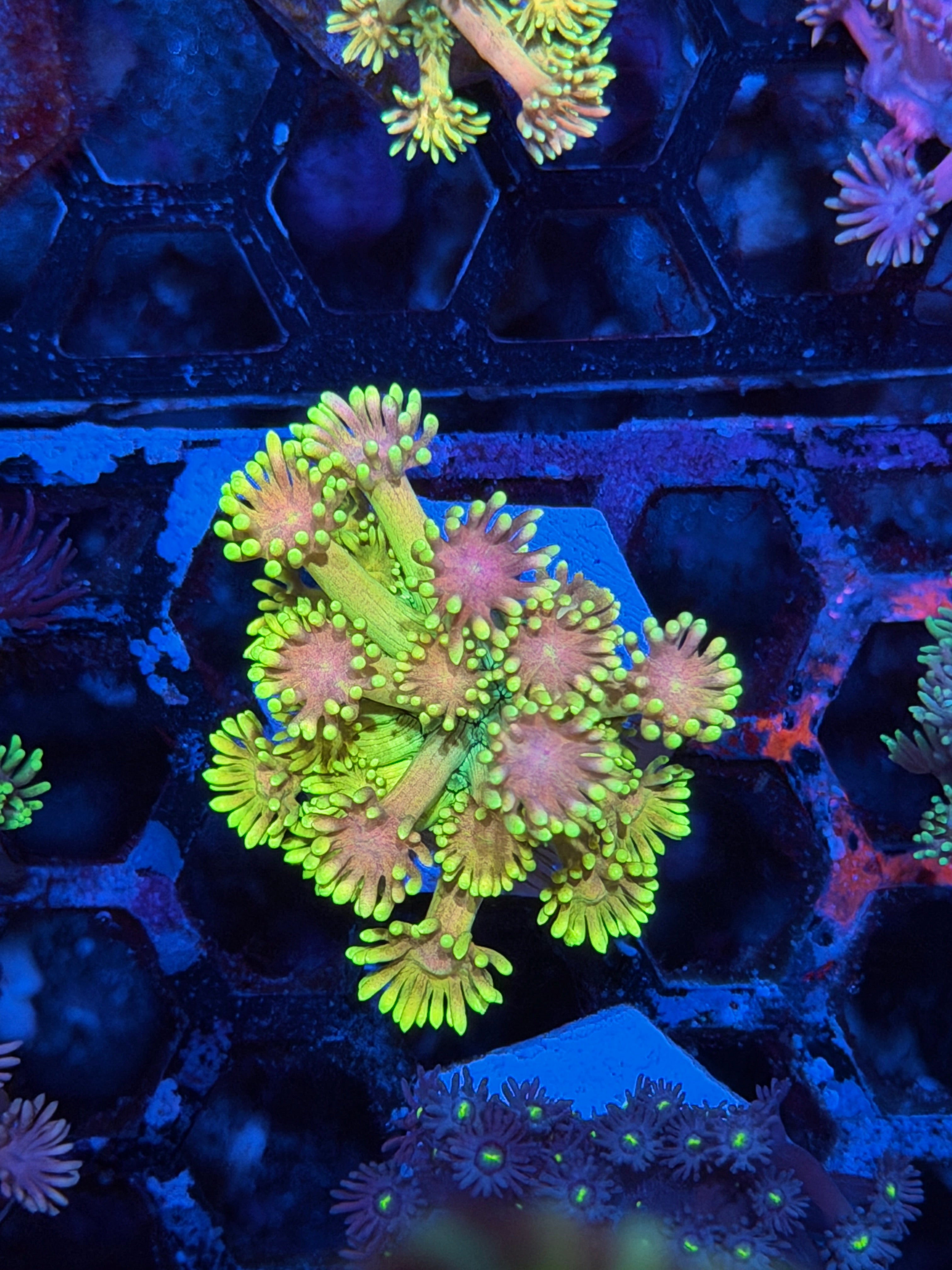 JEA Rainbow Meltdown Goniopora *New Release*