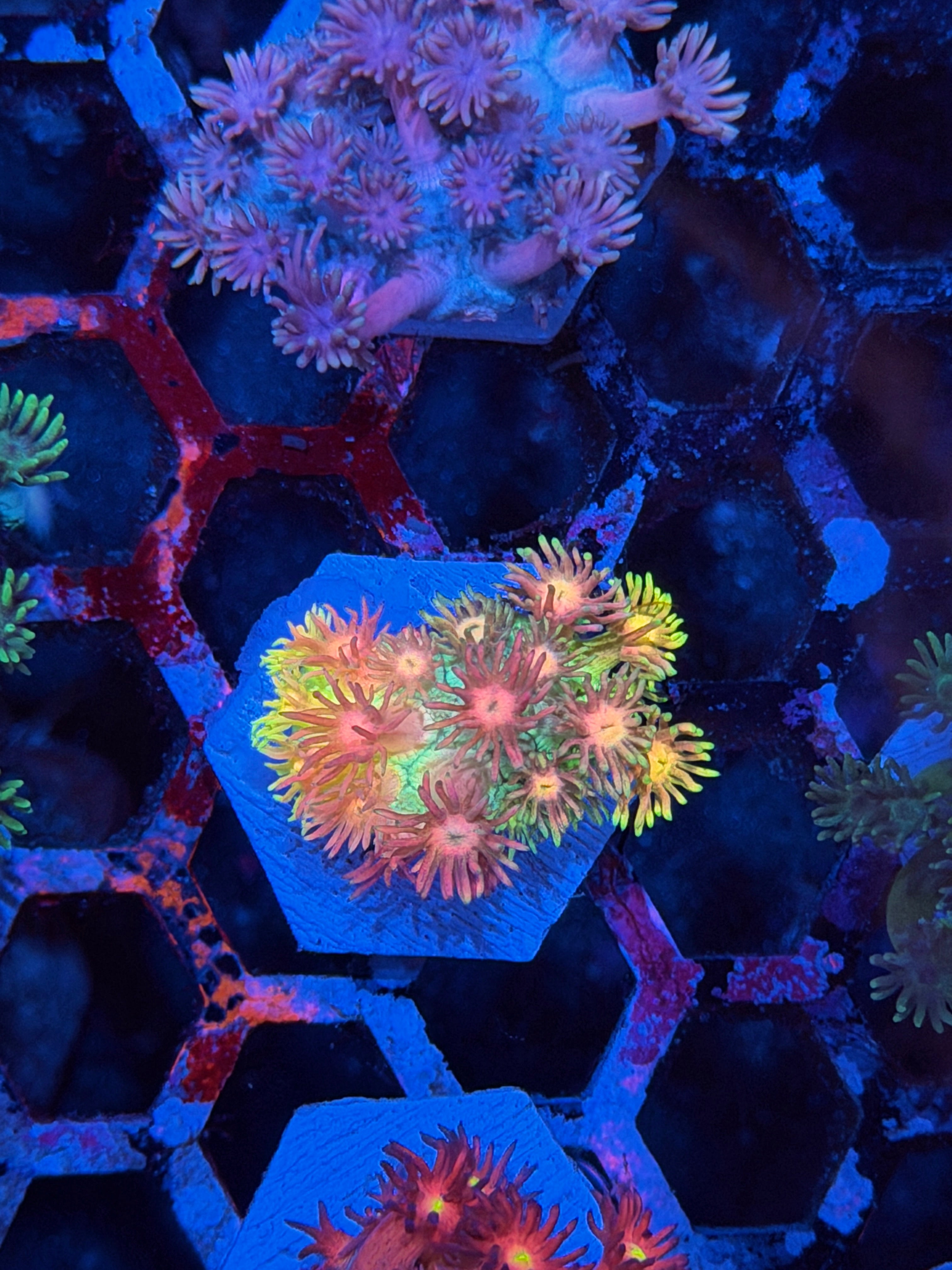 JEA Ultimate Rainbow Goniopora Coral *New Release*