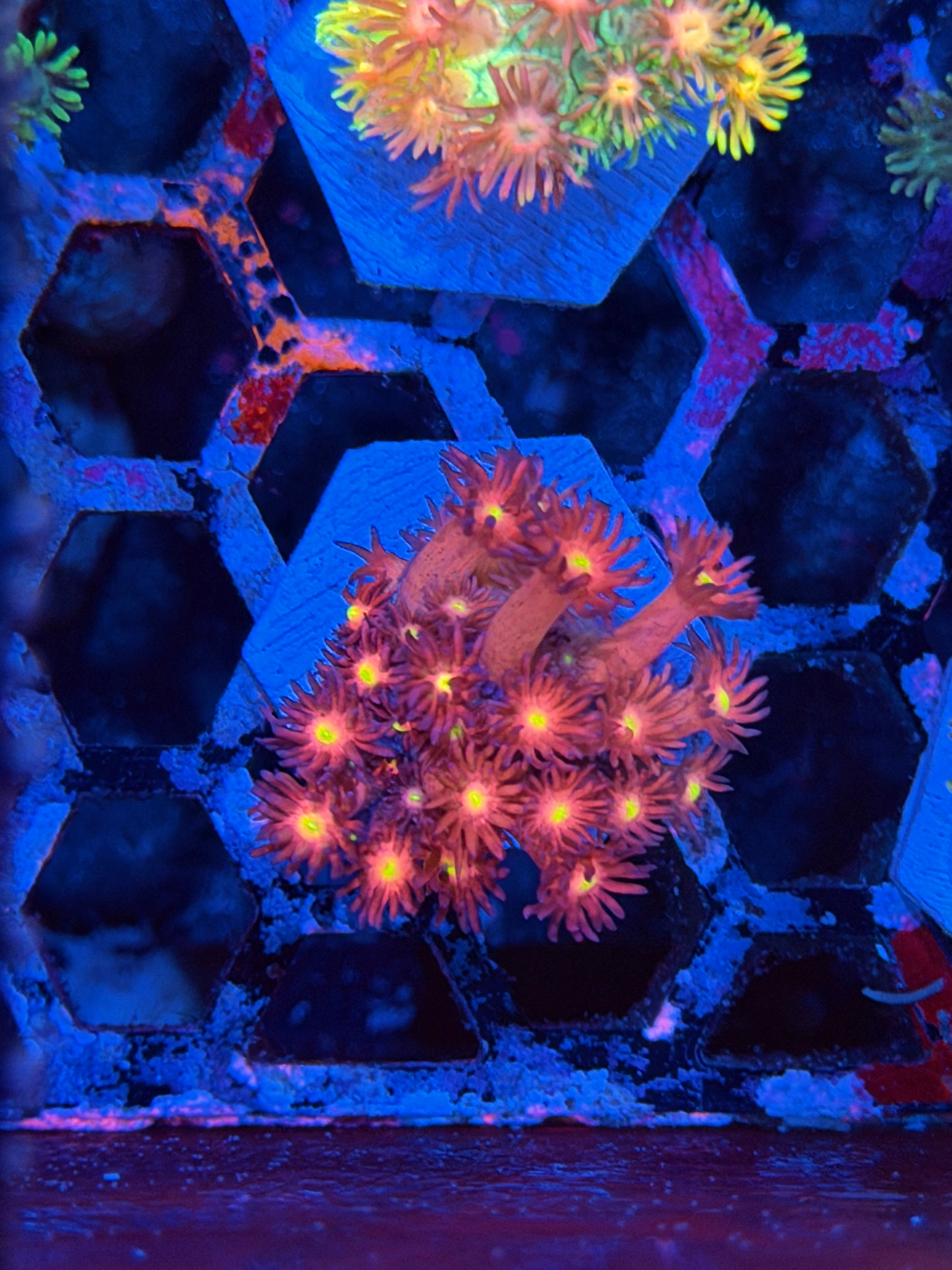 JEA Big Bang Goniopora Coral *New Release*