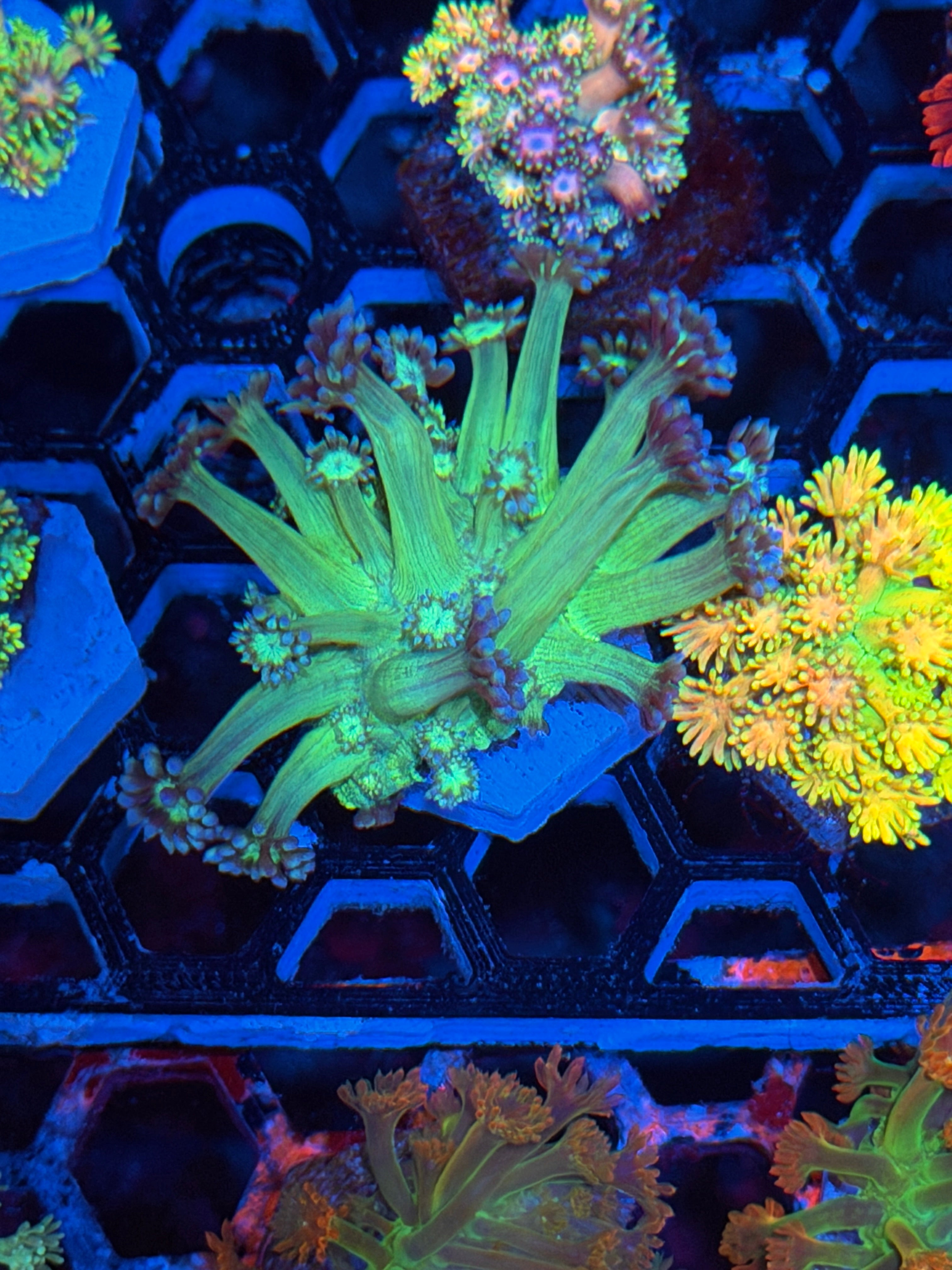 JEA Glow Stick Goniopora Coral