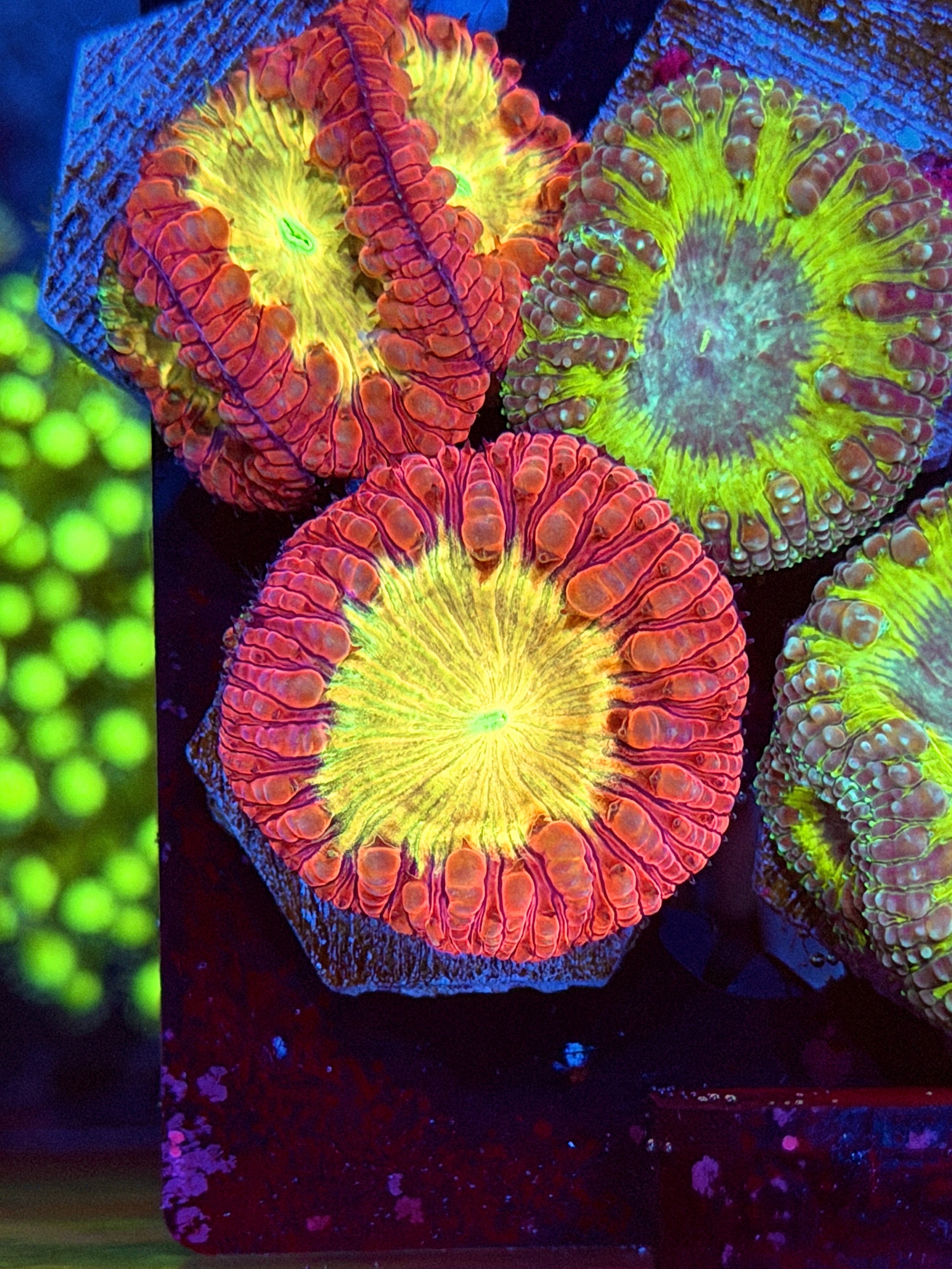 JEA Godmode Blastomussa Coral 1 XL Head