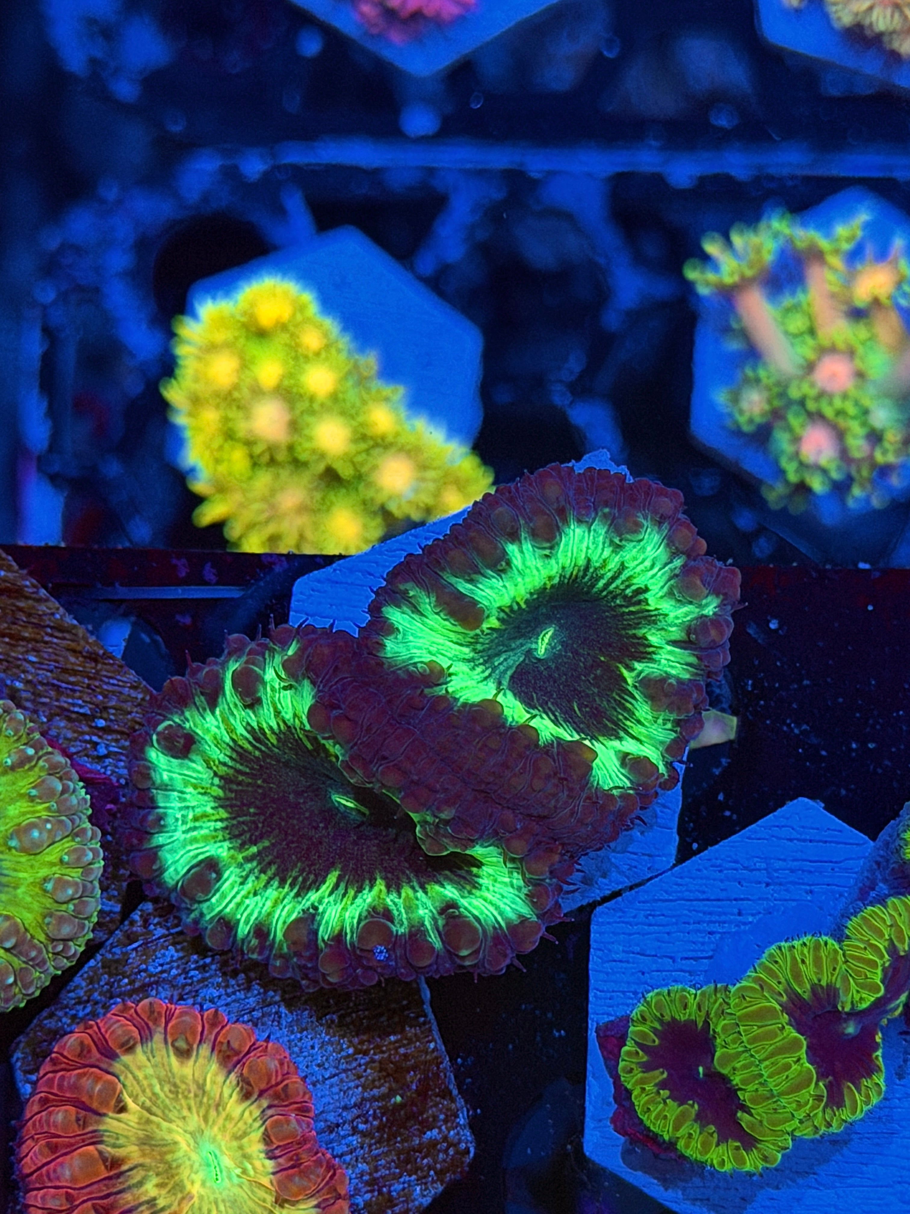 JEA Dark Matter Blastomussa Coral 2 XL Heads *New Release*