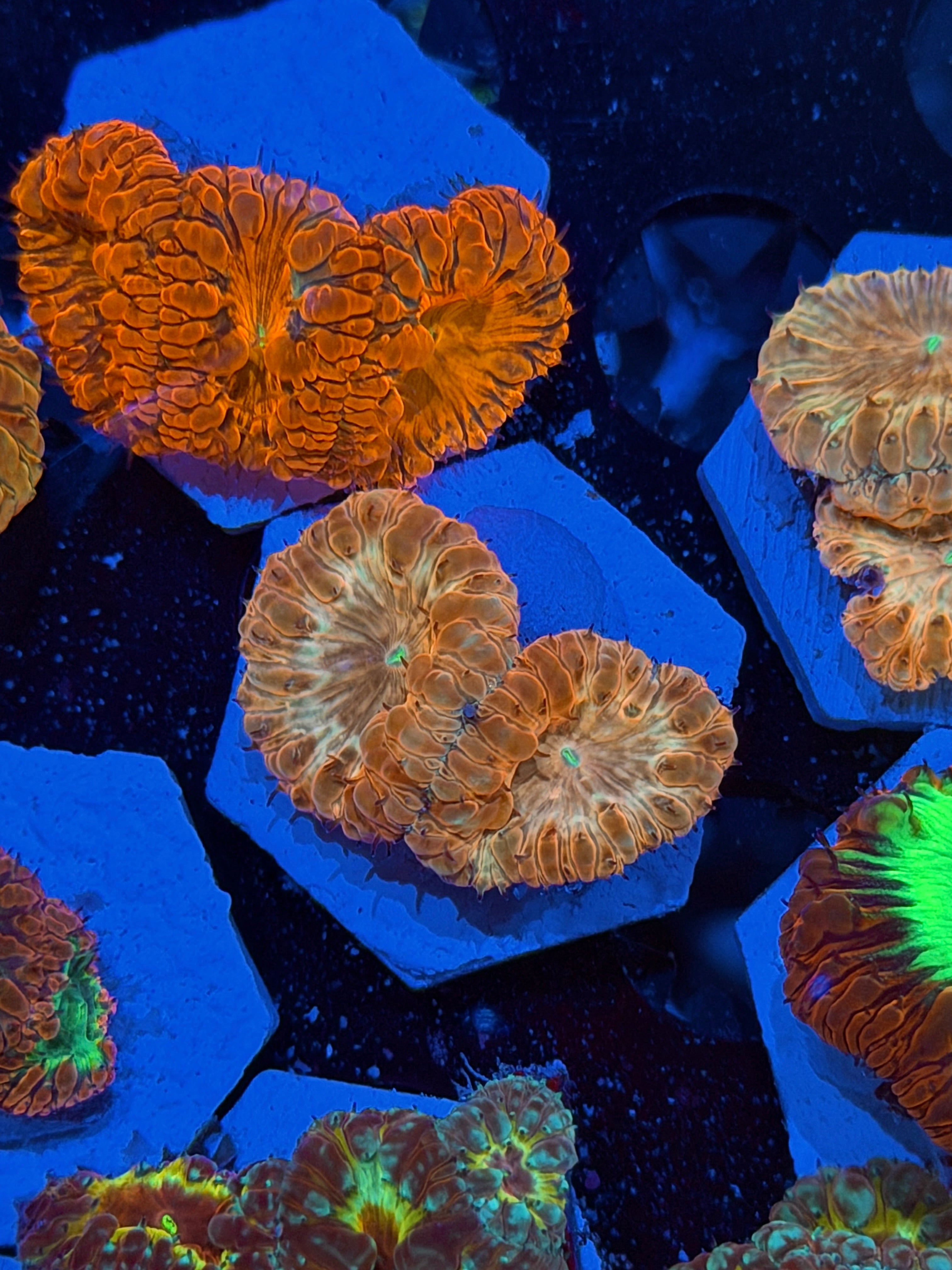 JEA Ironman Blastomussa Coral 2 Heads