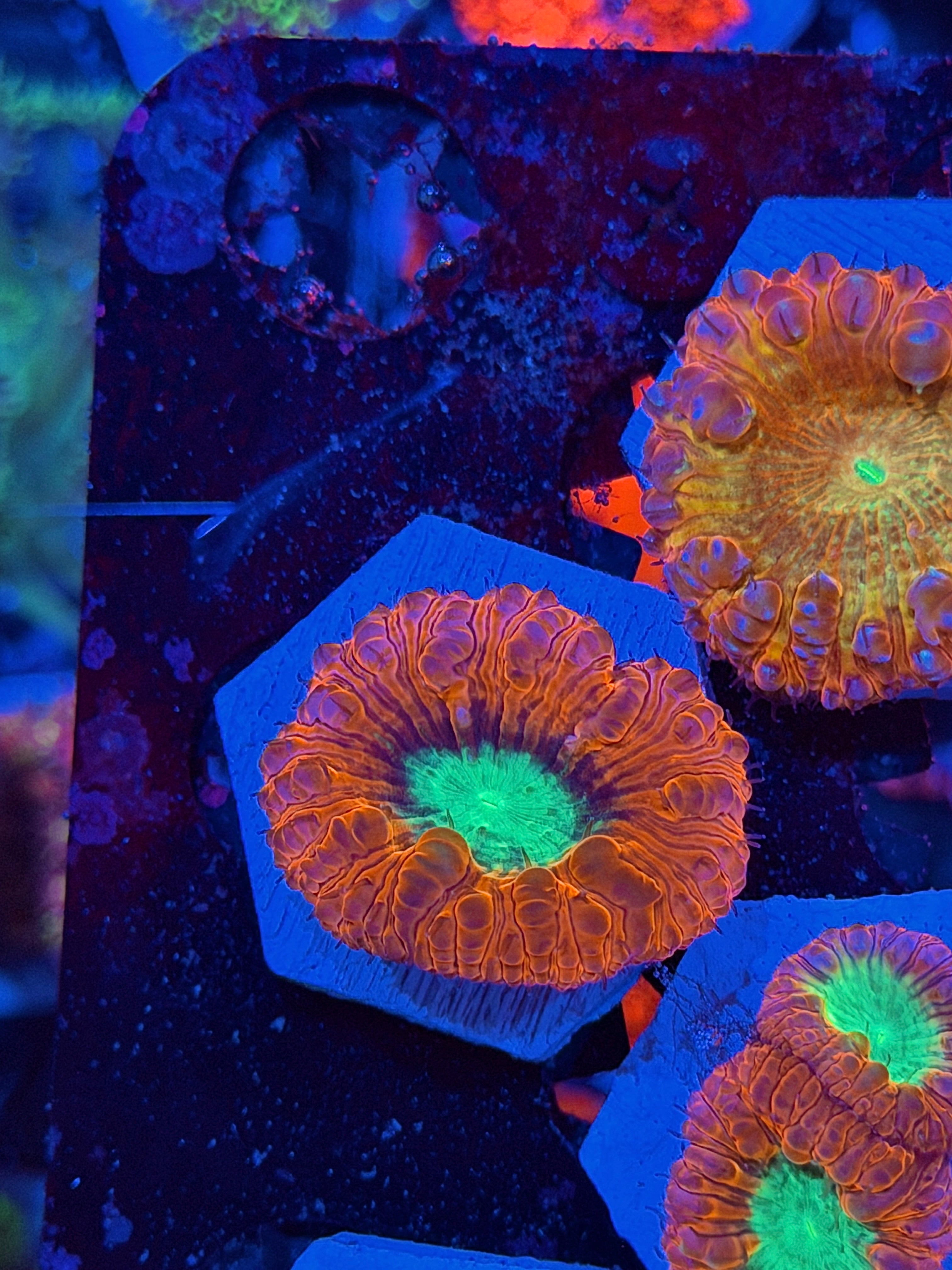 JEA Illuminati Blastomussa Coral 1 XL Head *New Release*