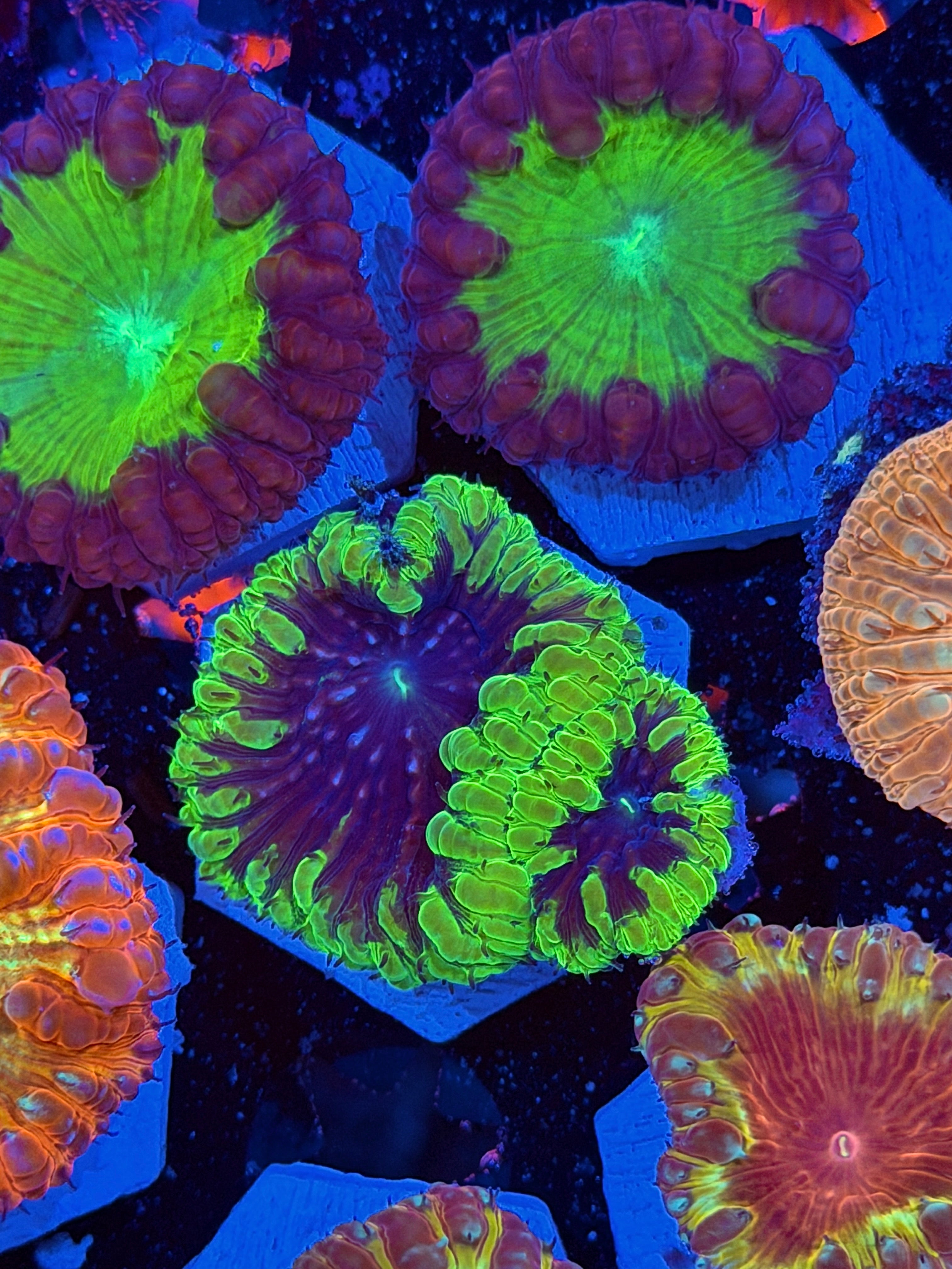JEA Mind Control Blastomussa Coral 2 Heads XL *New Release*