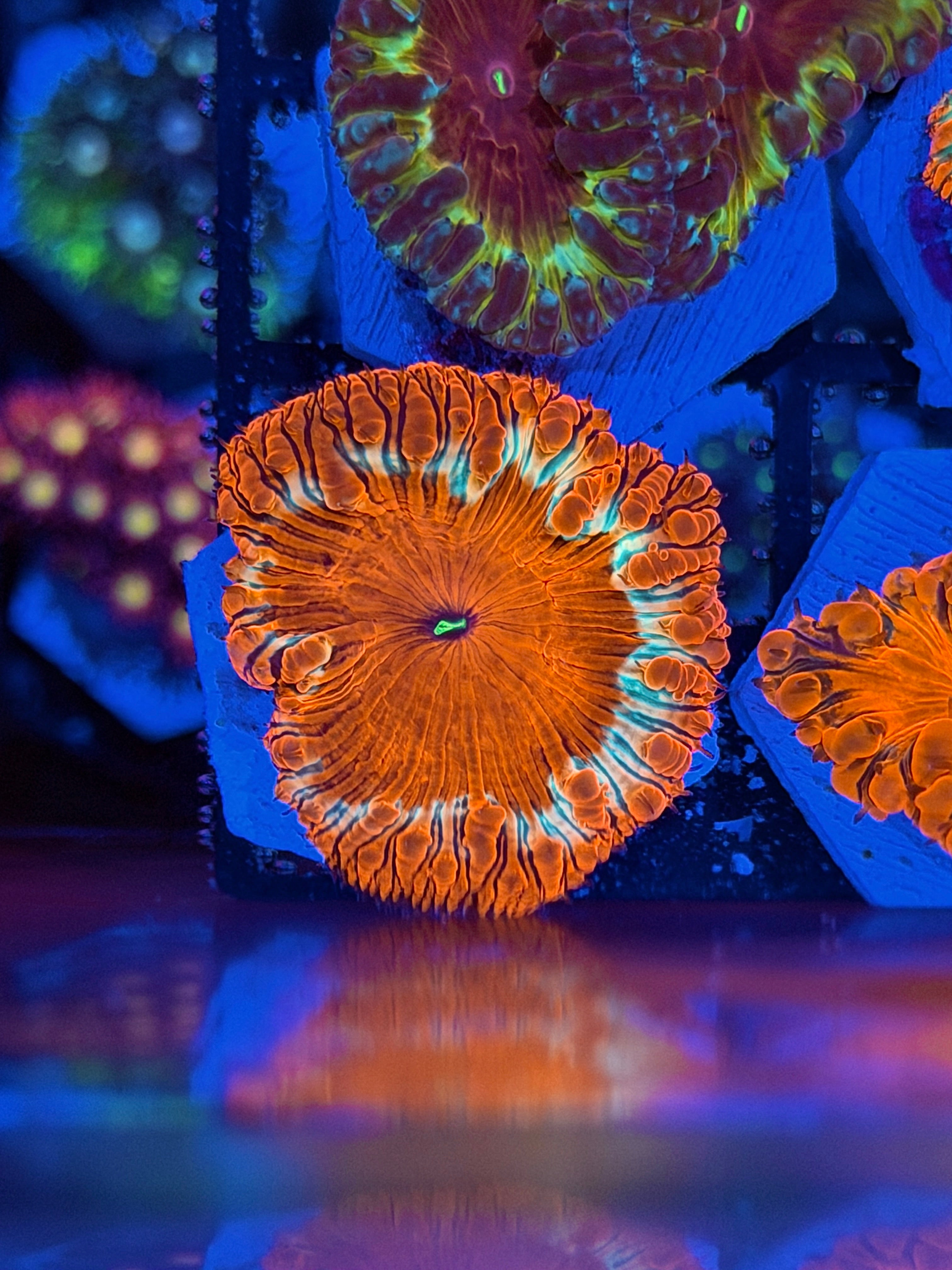 JEA Solar Explosion Blastomussa Coral *New Release*