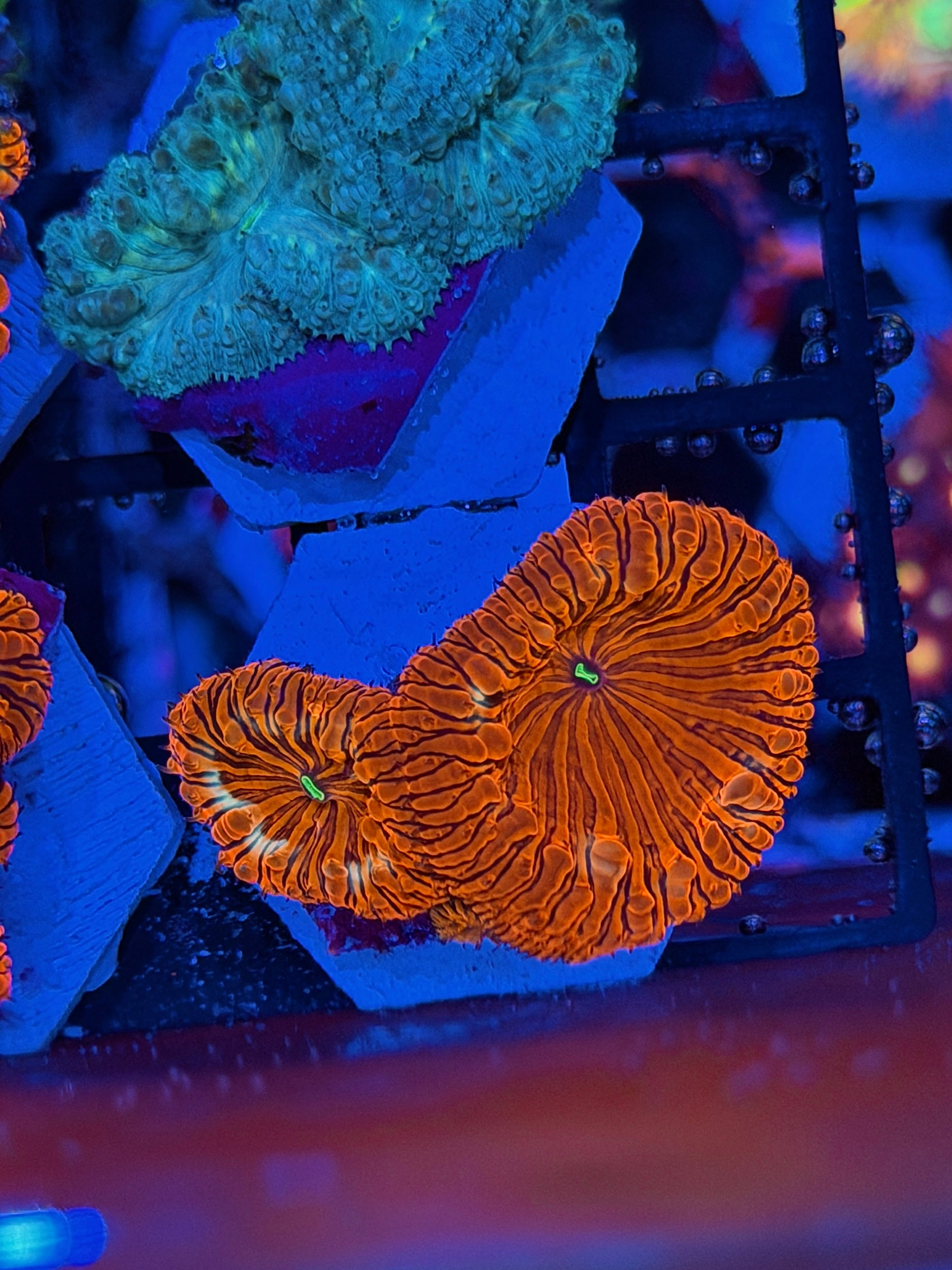 JEA Circus Freak Blastomussa Coral 2 Heads *New Release*