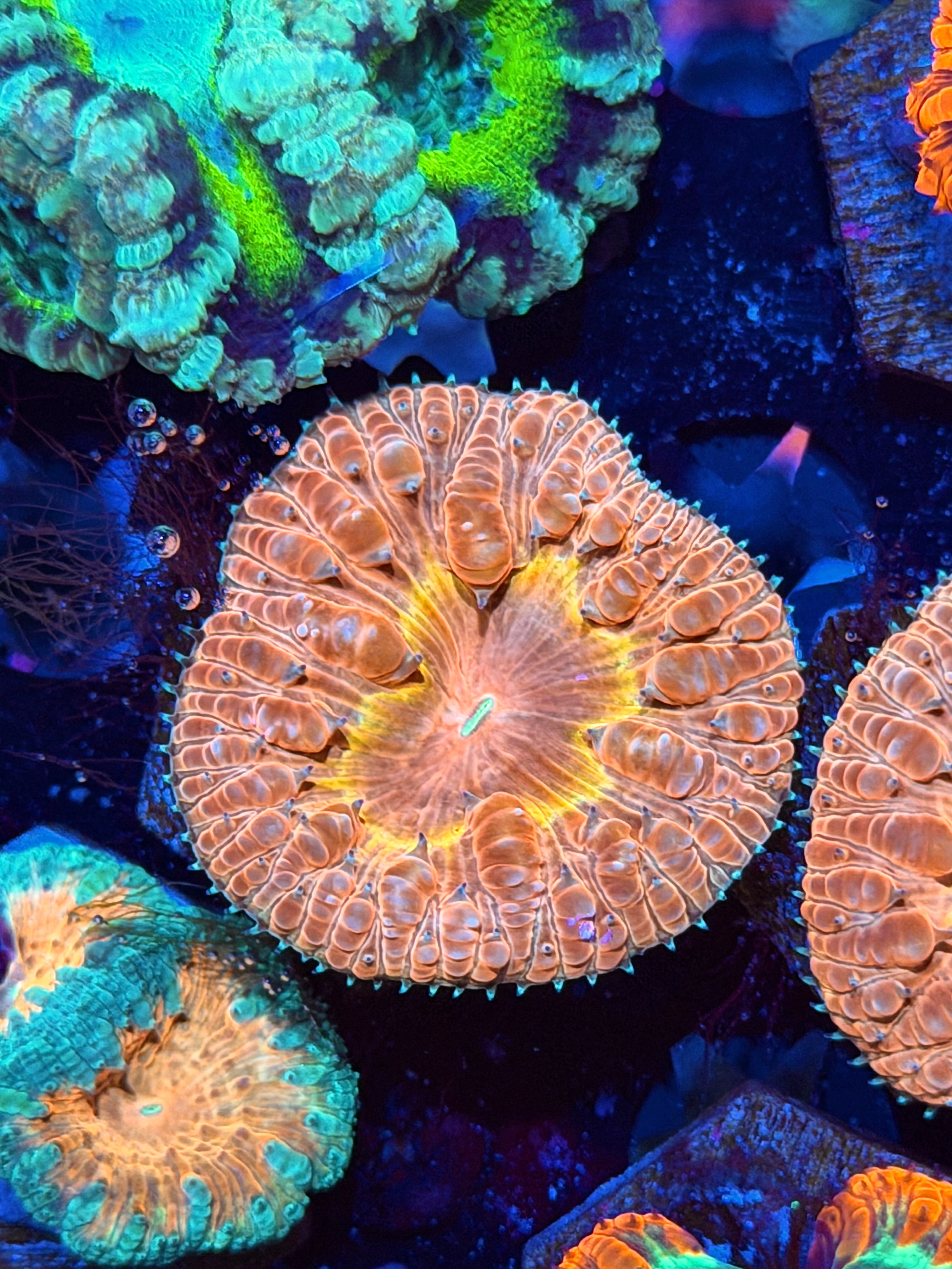 JEA Cyclops Blastomussa Coral 1 XL Head *Last Frag Available*