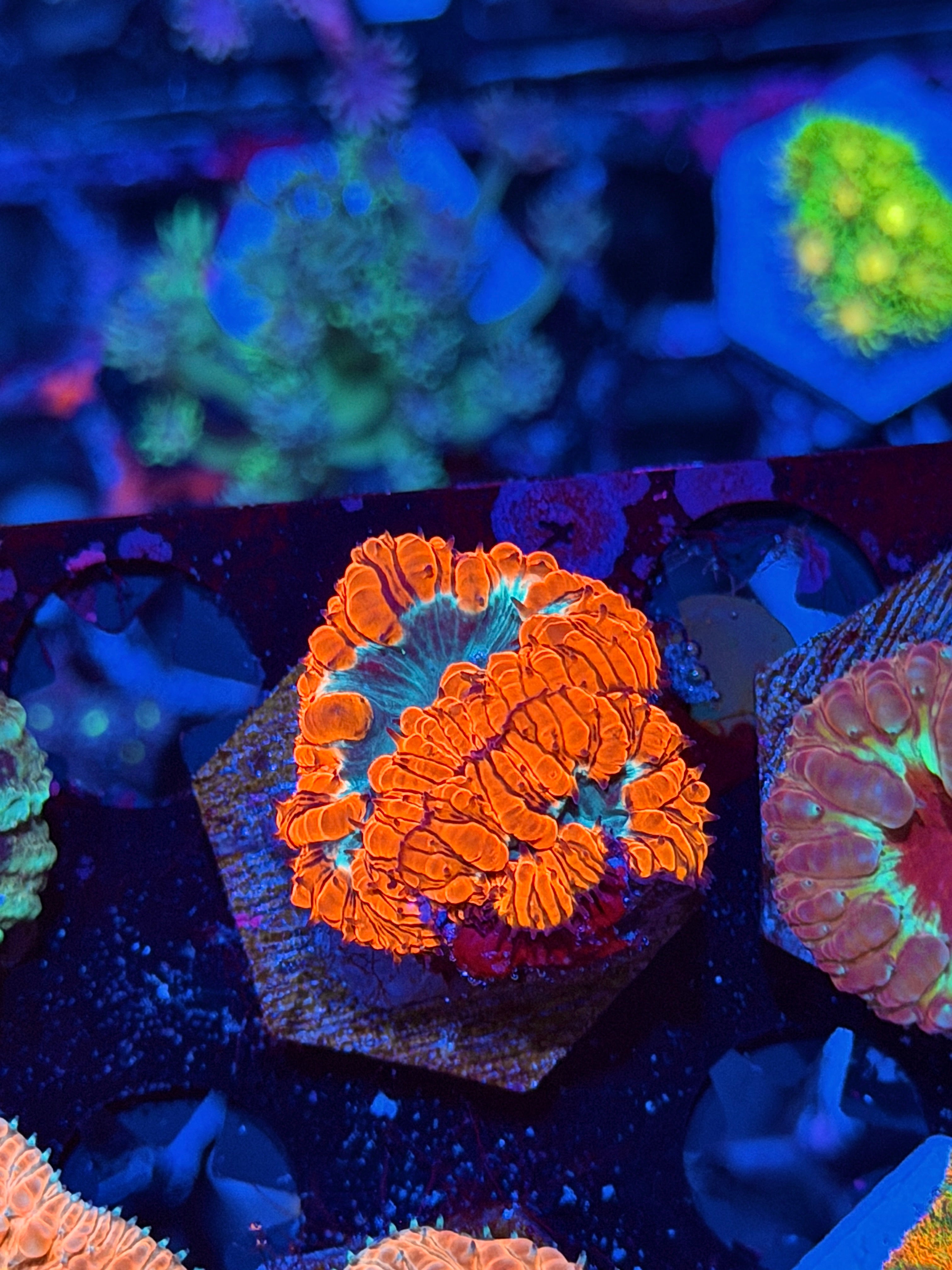 JEA Mortar Splash Blastomussa Coral 2 Heads *Last Frag Available*