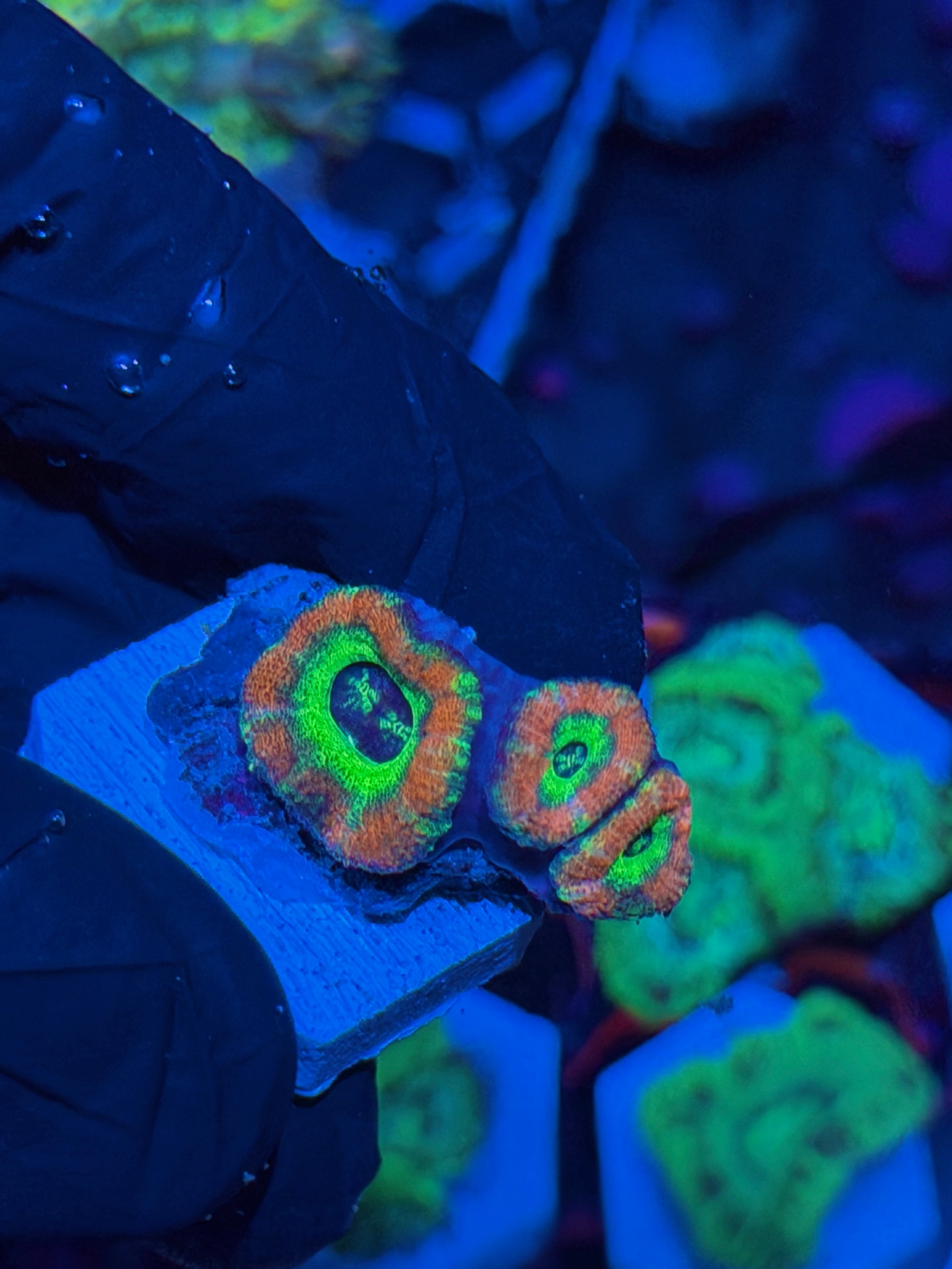JEA Candyland Asian Acans 3 Heads *New Release*