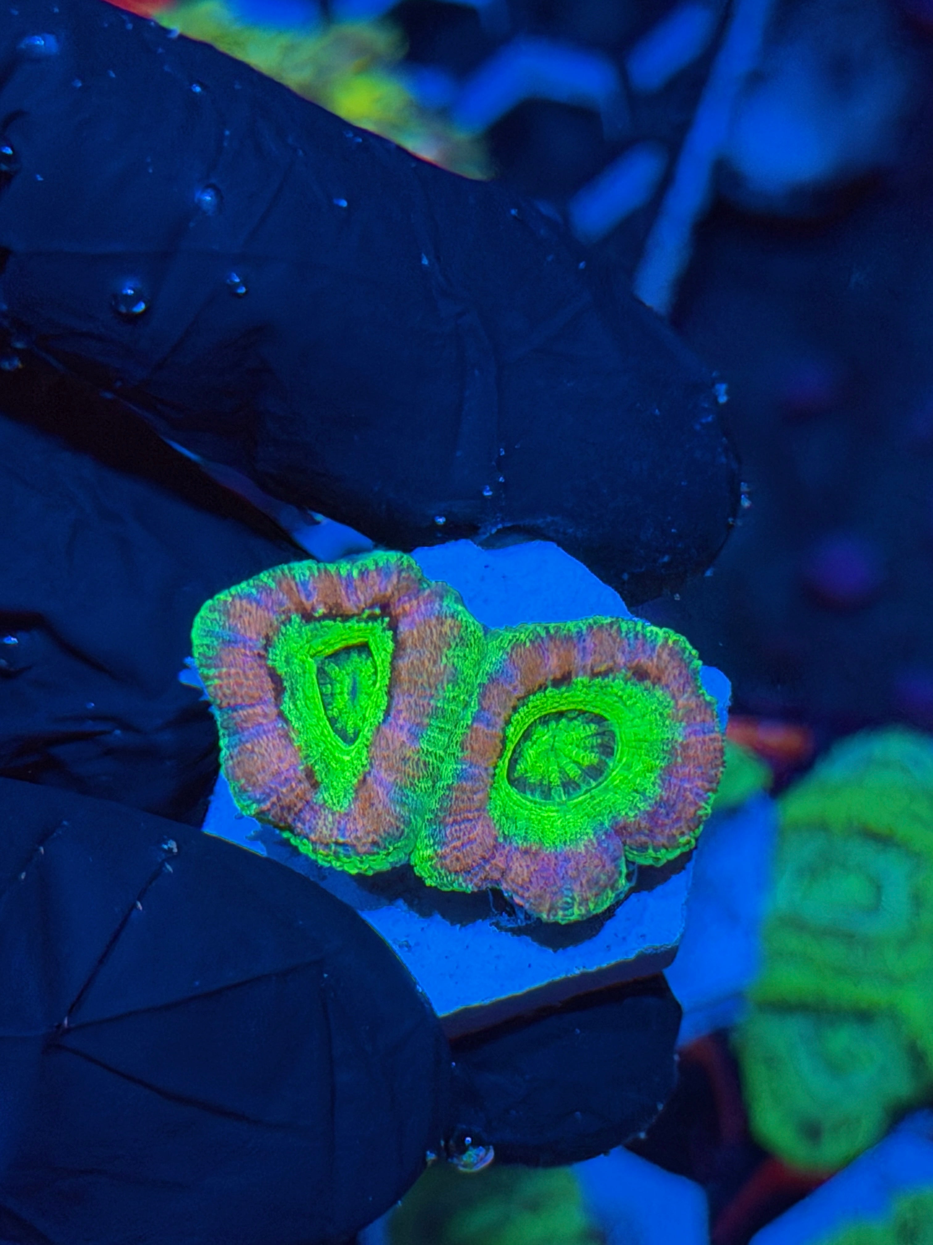 JEA Sugar Baby Asian Acans 2 Heads XL *New Release*