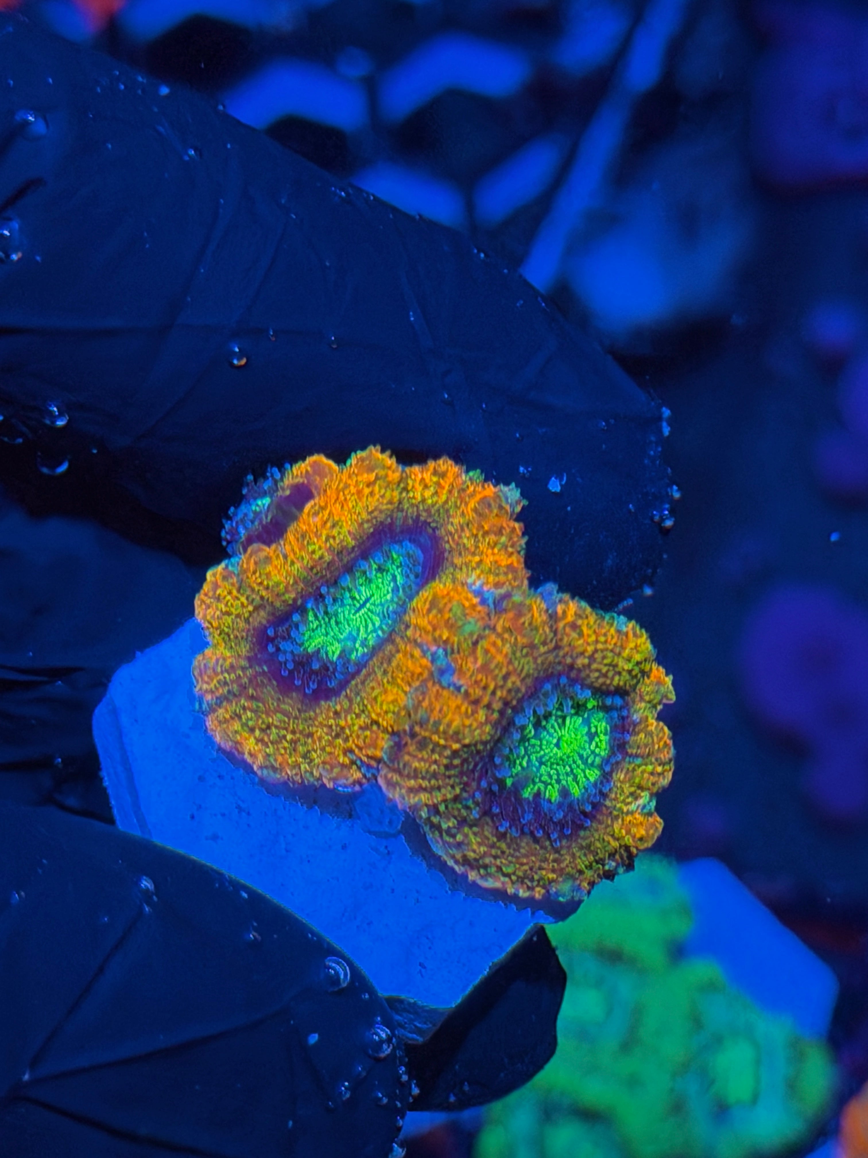 JEA Rainbow Nerds Asian Acans 3 Heads *New Release*