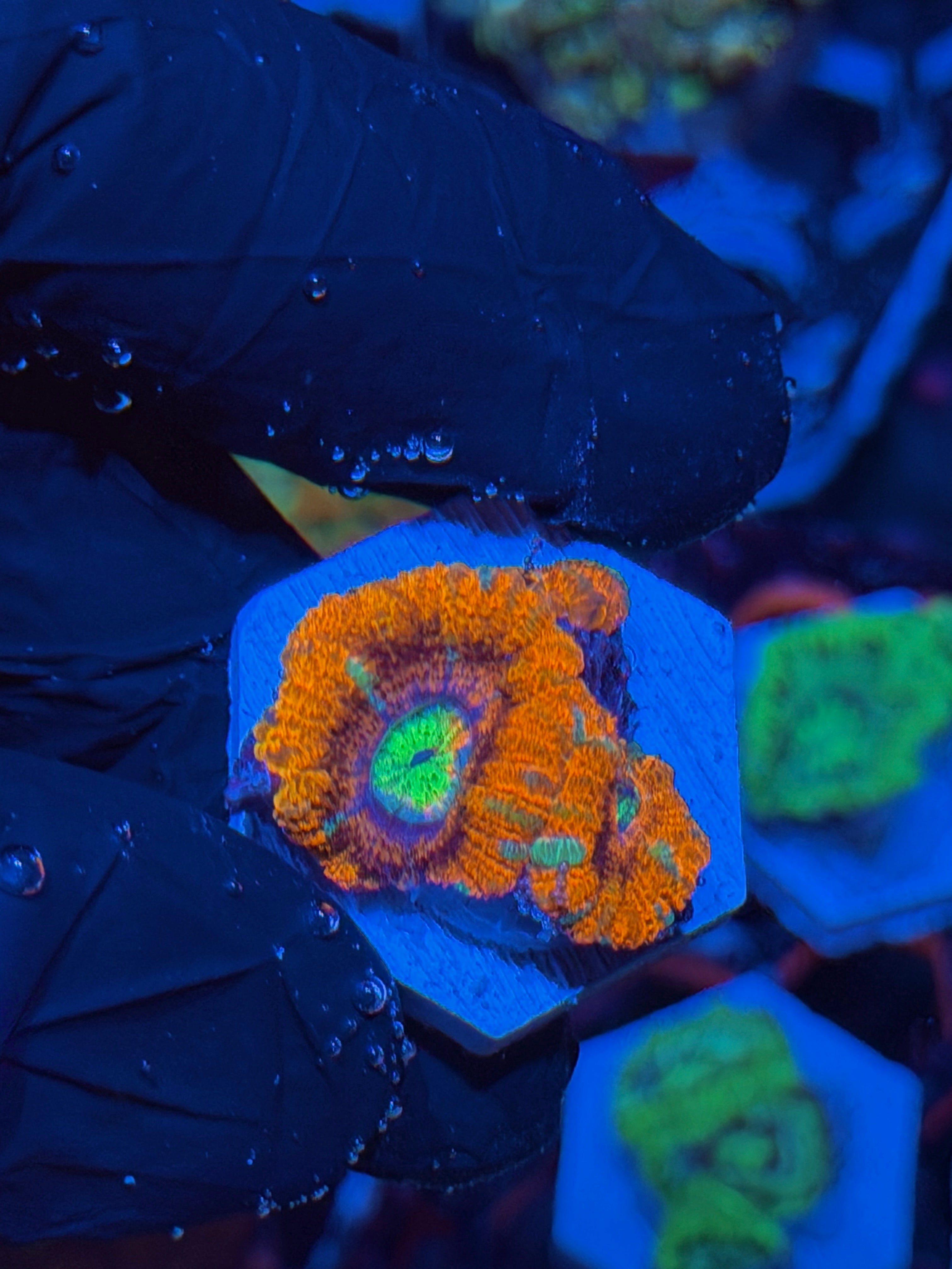 JEA Solar Beam Asian Acans 2 Heads *New Release*