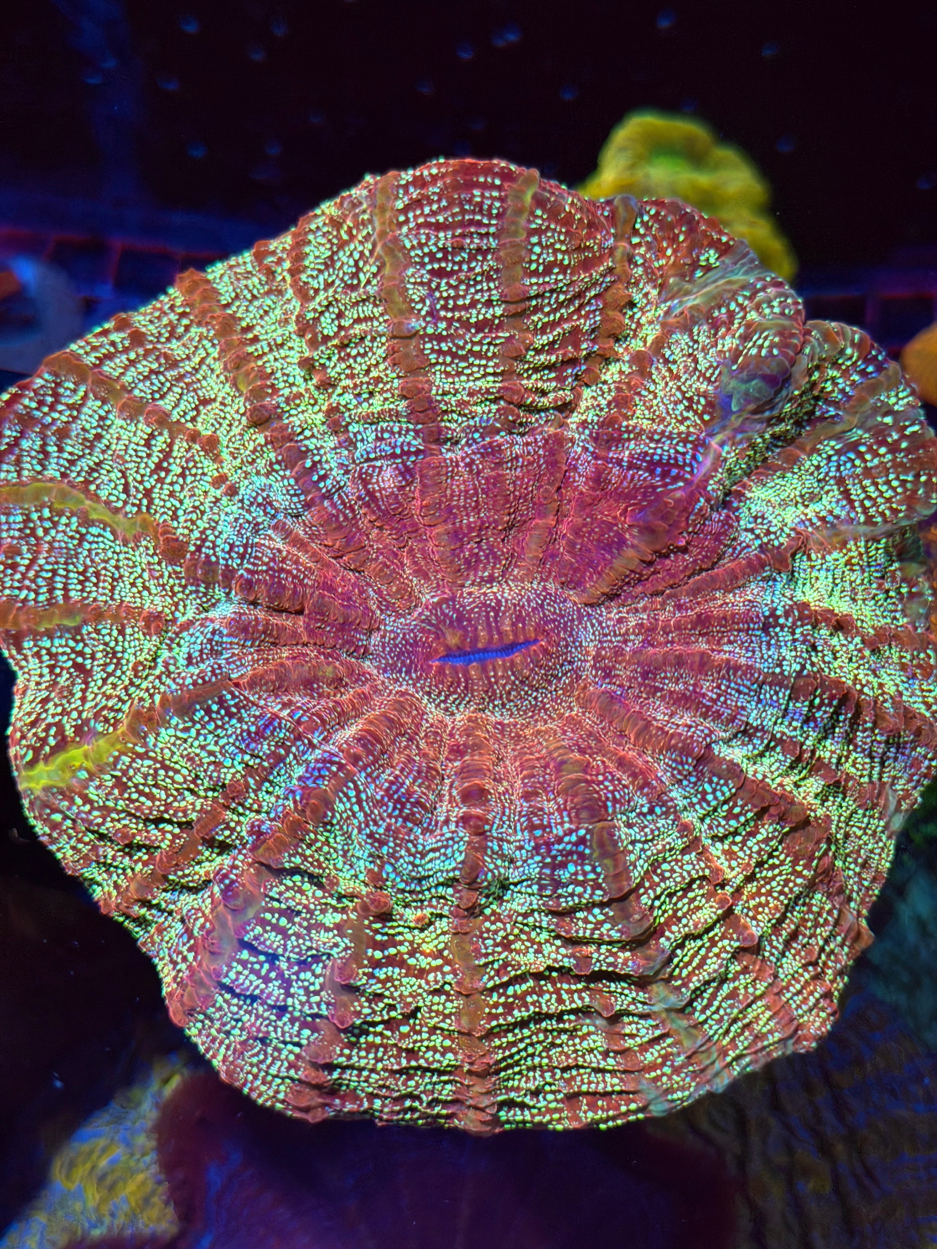 Insane Glitter Acanthophyllia Meat Coral XXL Show Piece