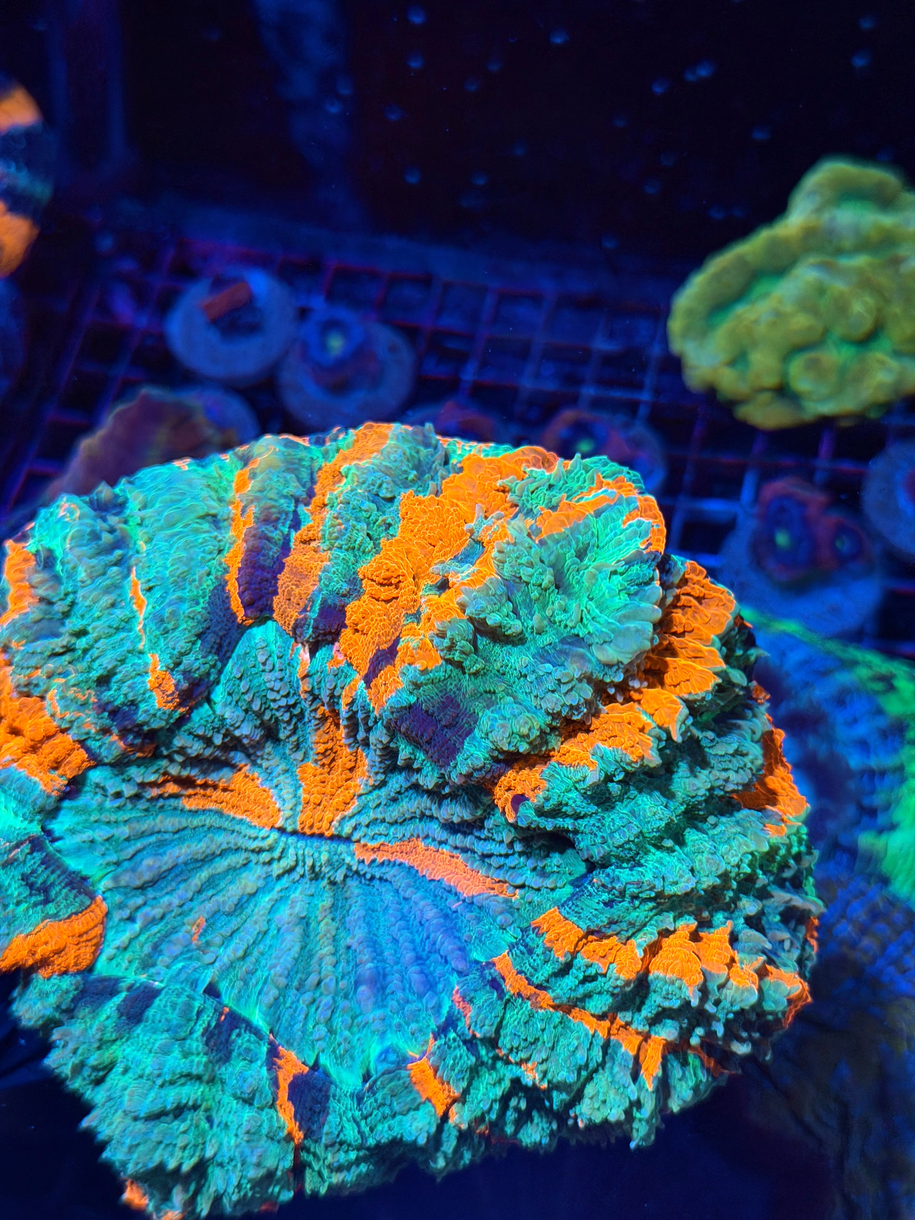 Insanely Bright Rainbow Acanthophyllia Meat Coral XL Show Piece