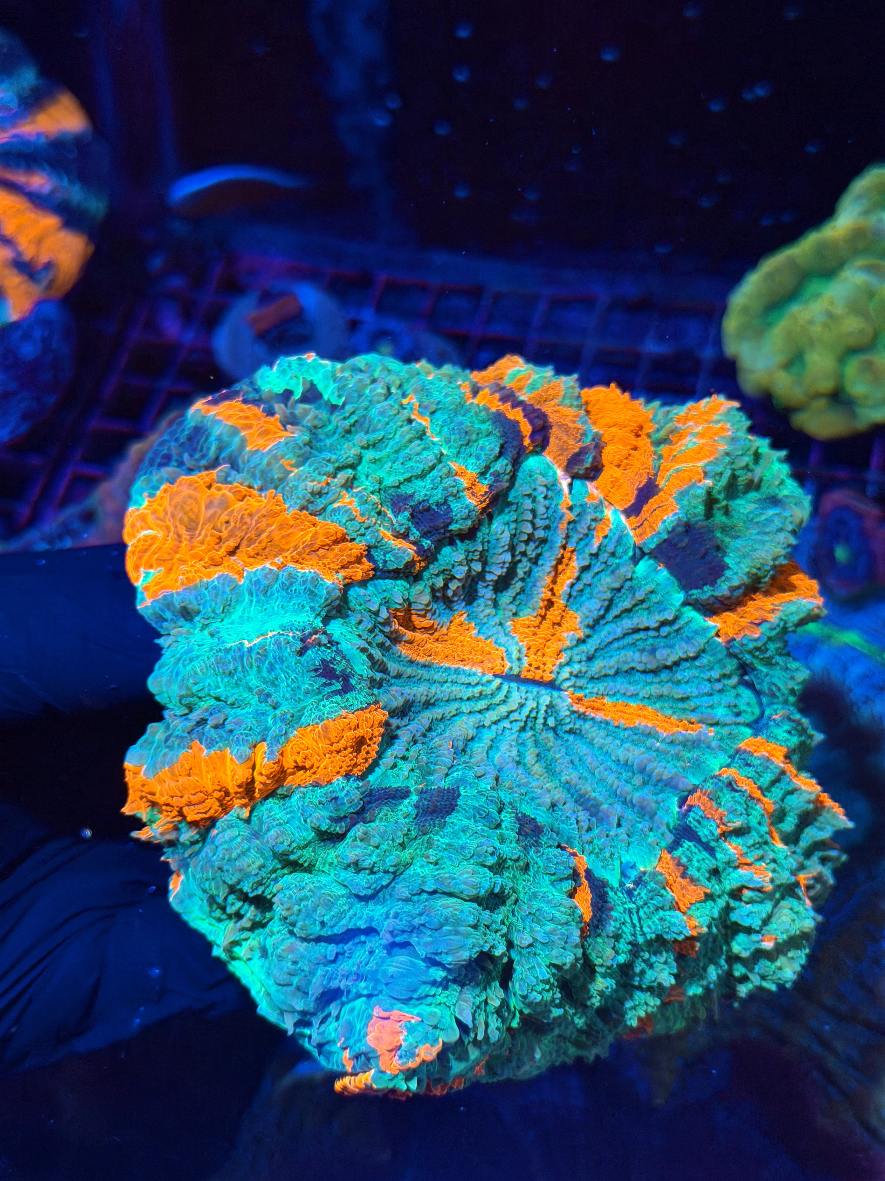 Insanely Bright Rainbow Acanthophyllia Meat Coral XL Show Piece