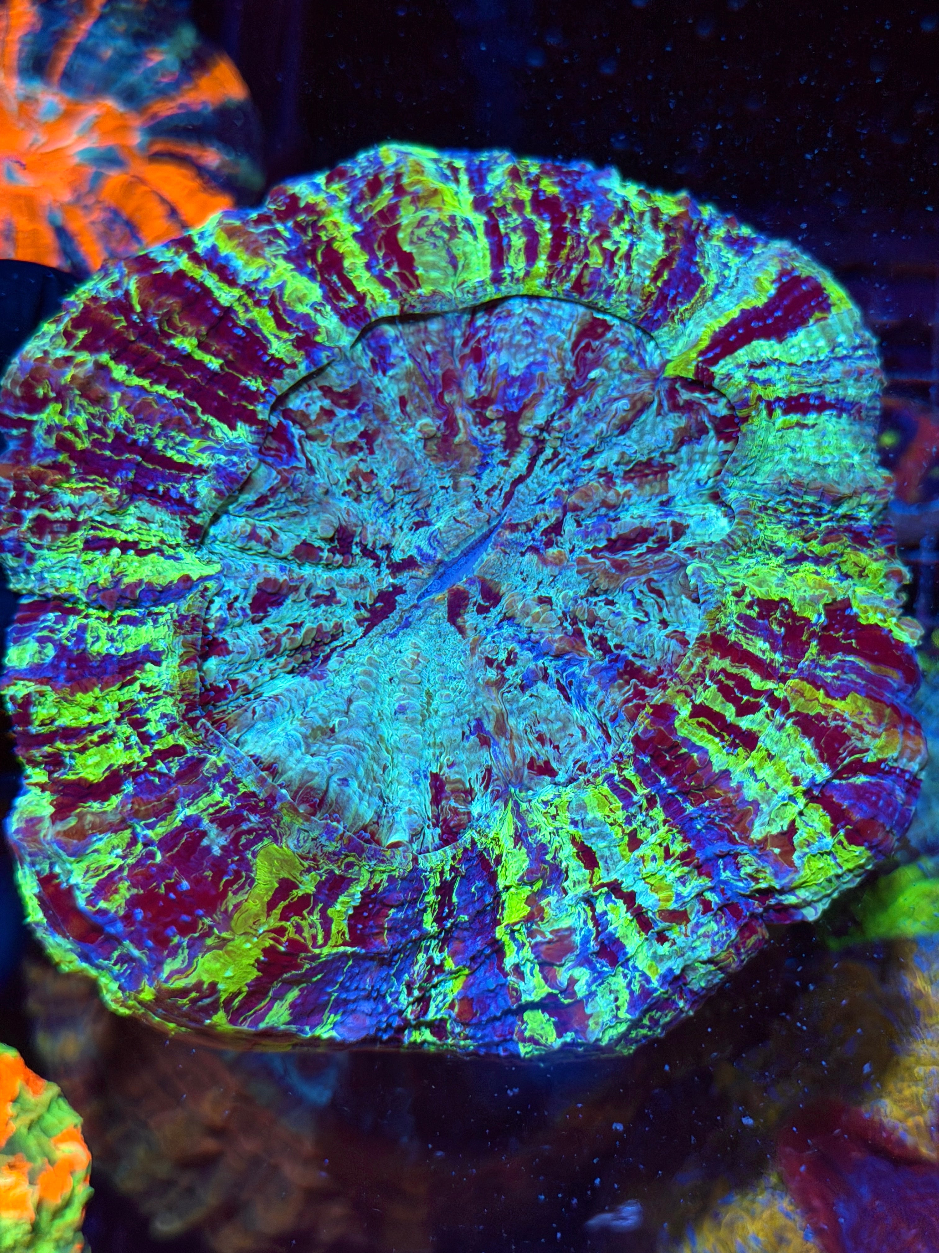 Insane Multicolor Striped Acanthophyllia Meat Coral XL Show Piece