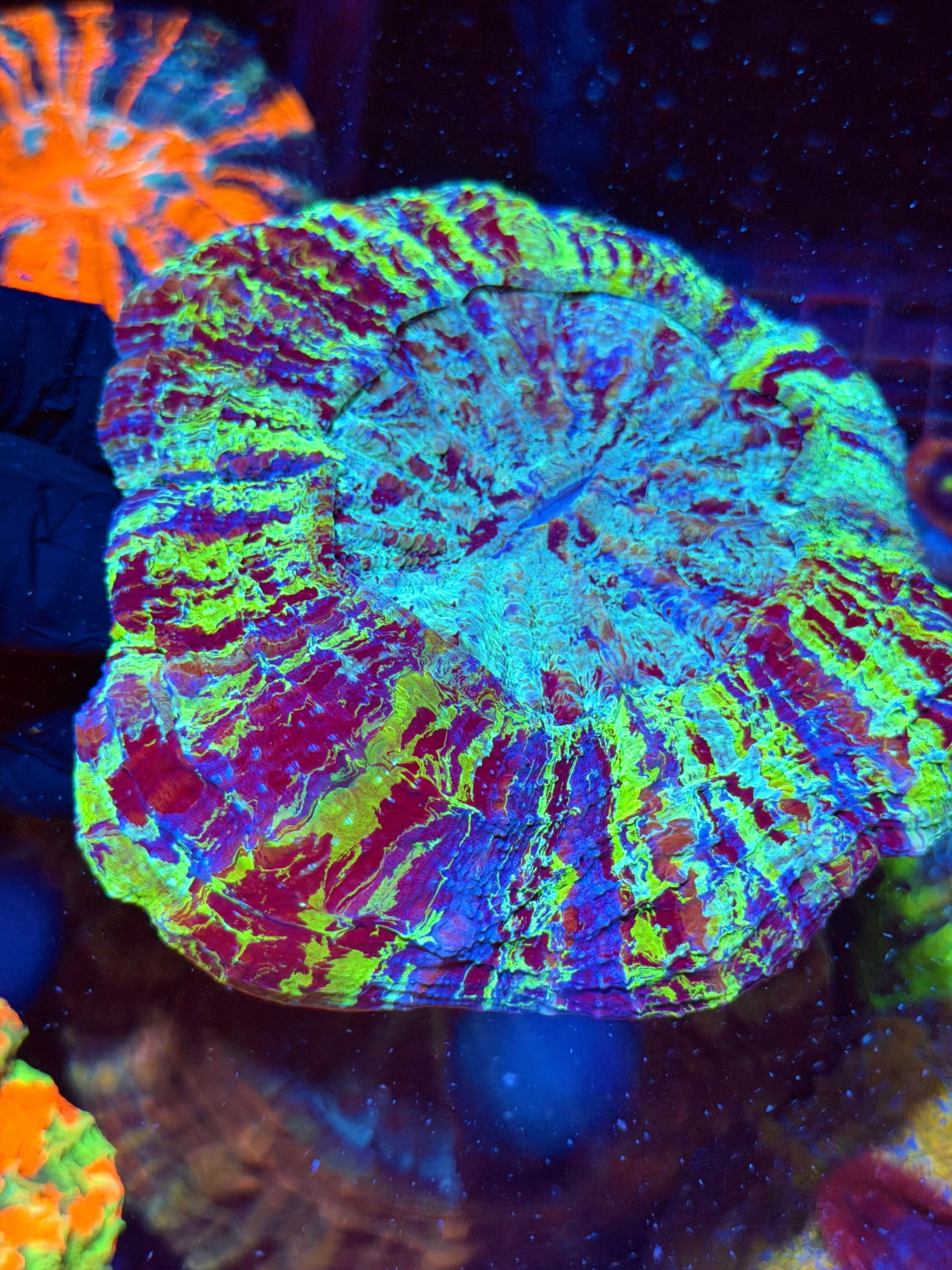 Insane Multicolor Striped Acanthophyllia Meat Coral XL Show Piece
