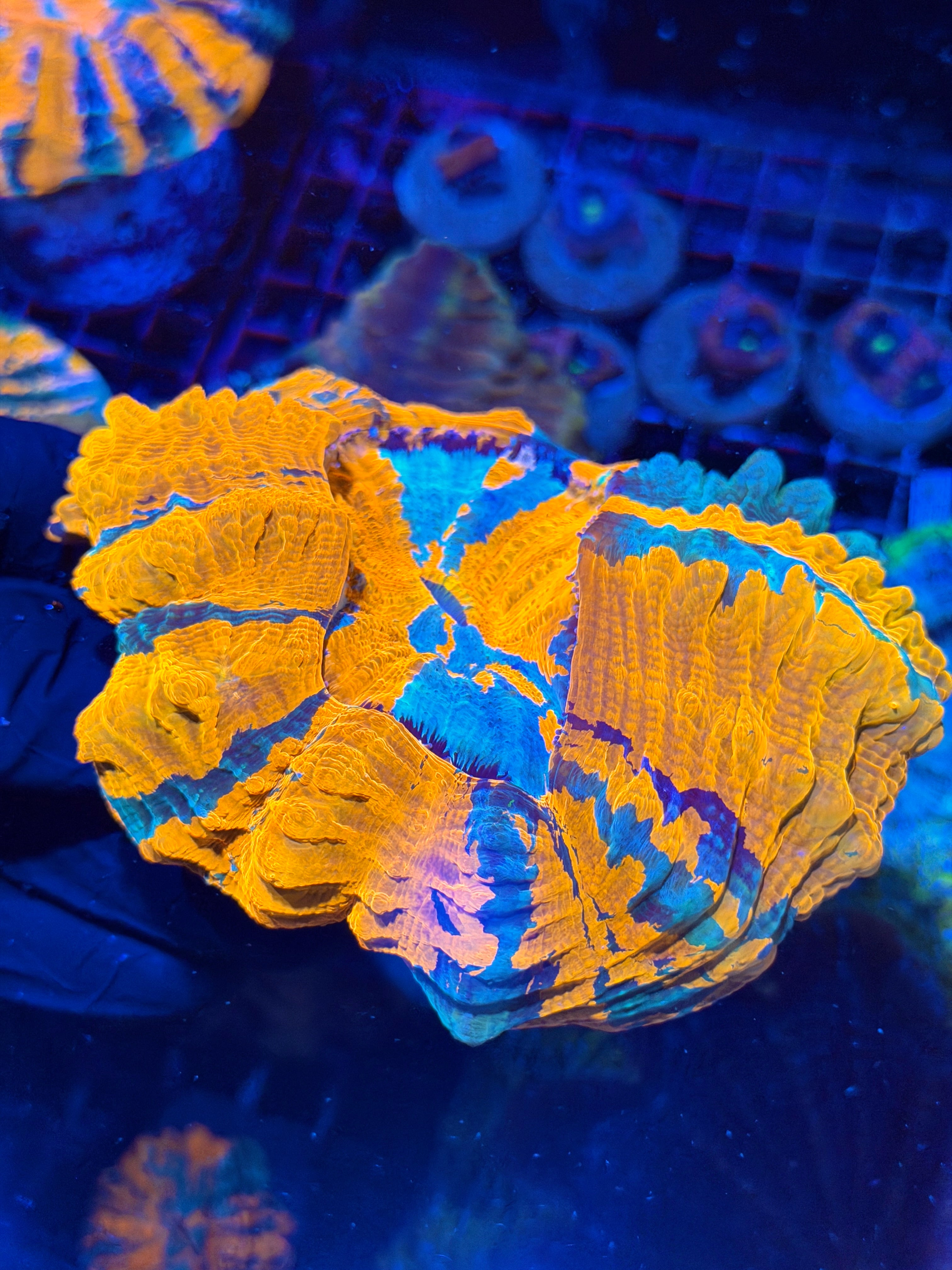 Insanely Bright Striped Acanthophyllia Meat Coral XL Show Piece