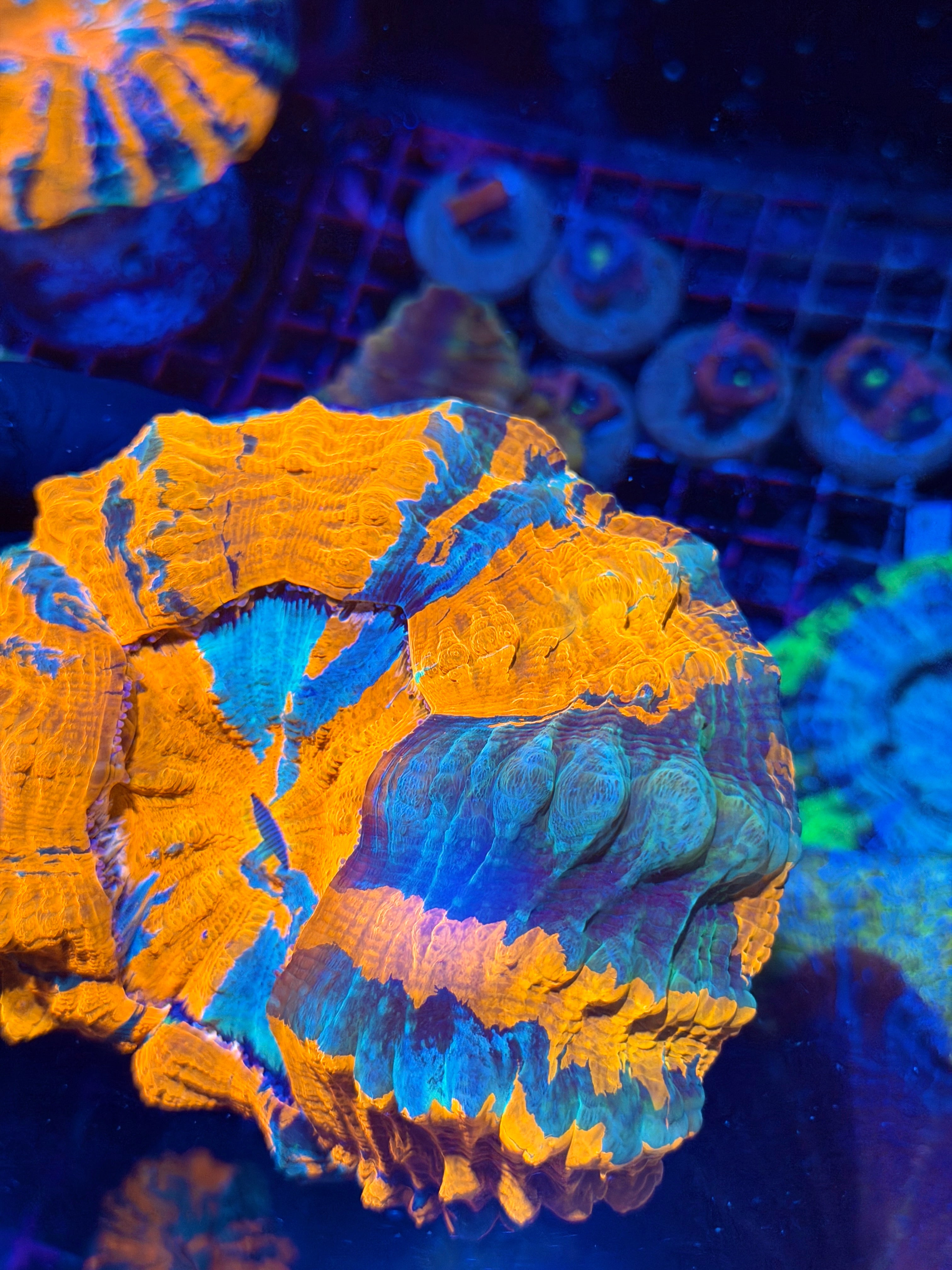 Insanely Bright Striped Acanthophyllia Meat Coral XL Show Piece