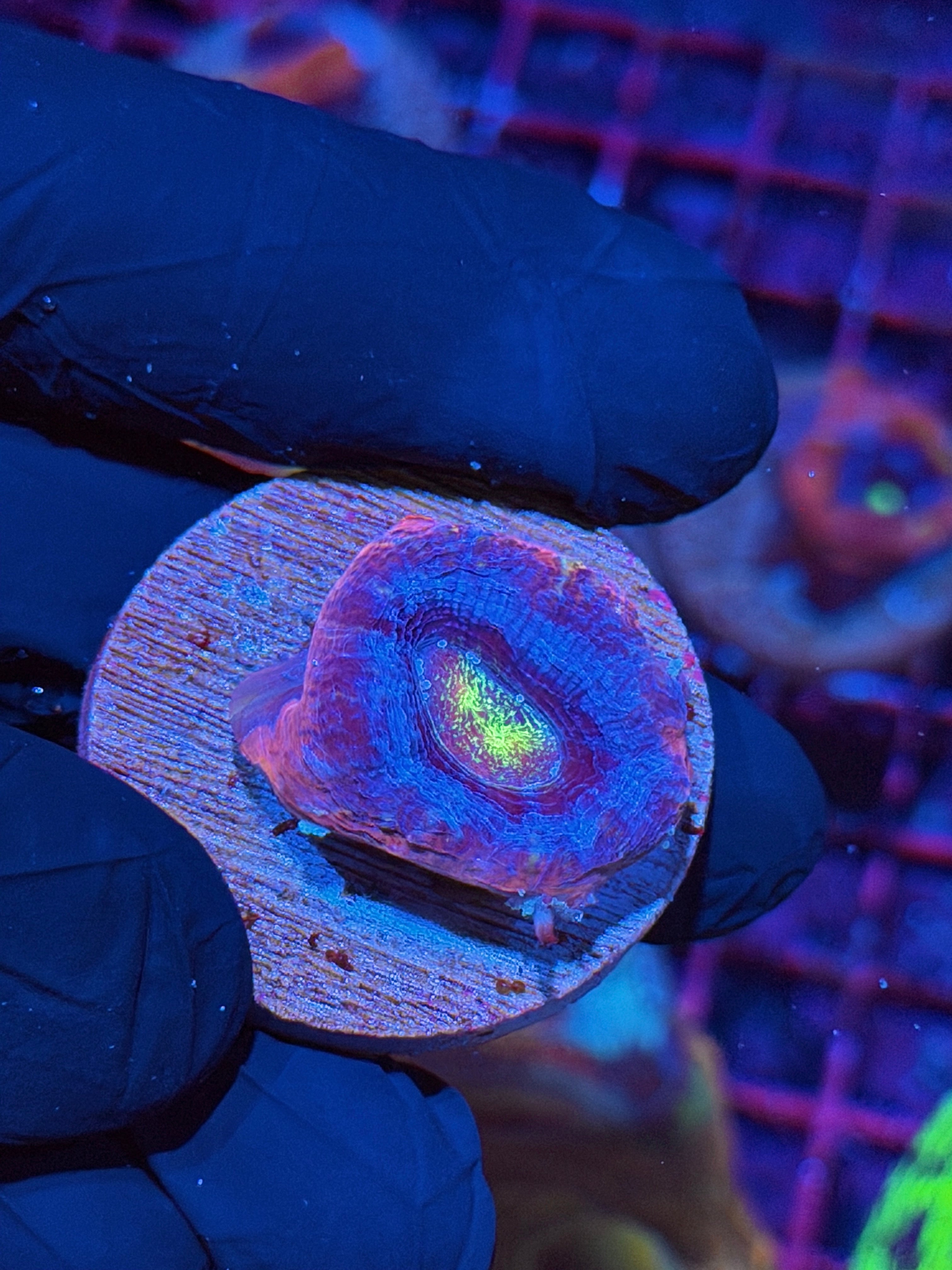 JEA Rainbow Master Bowerbanki Coral 1 XL Head