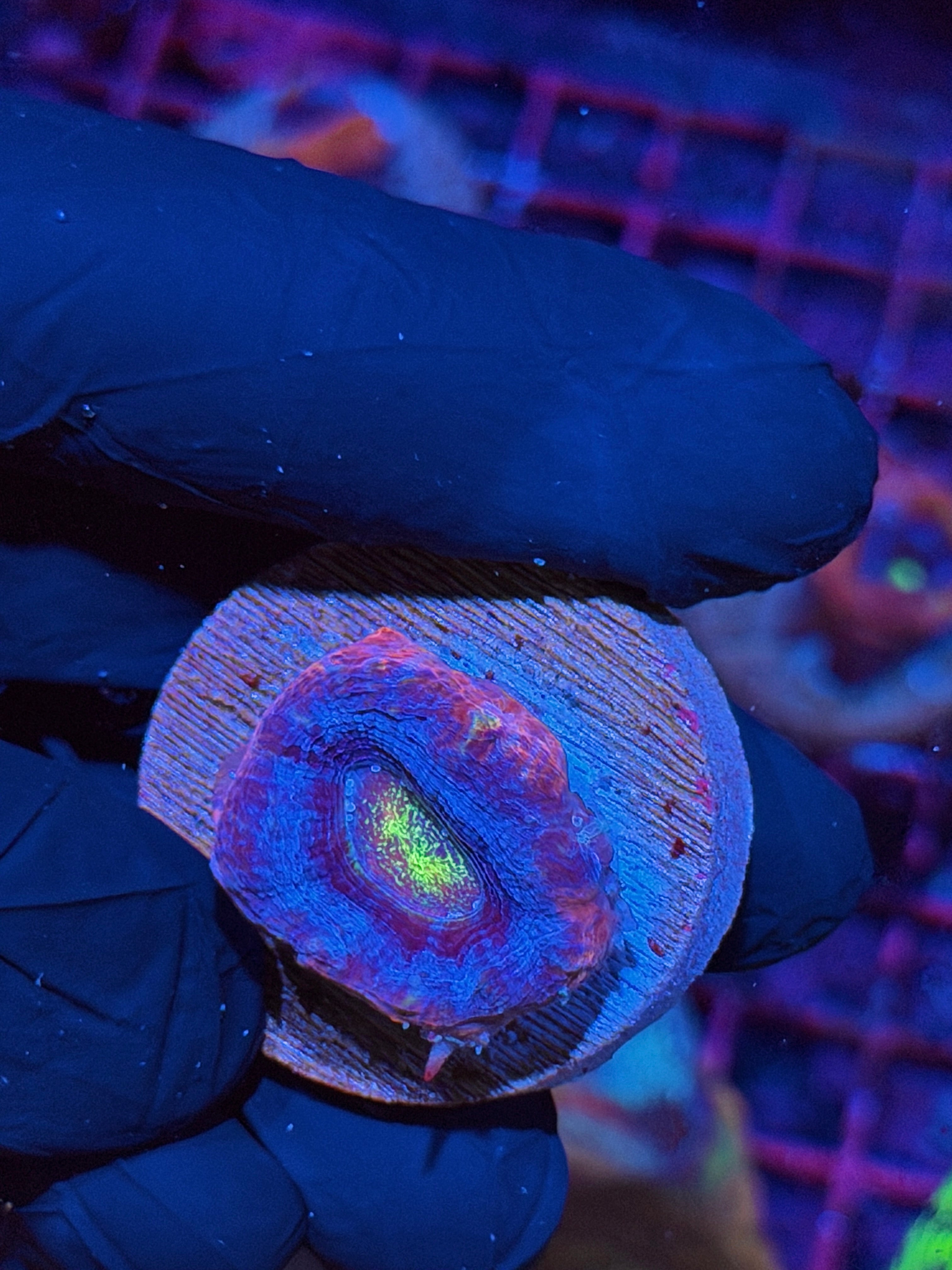JEA Rainbow Master Bowerbanki Coral 1 XL Head