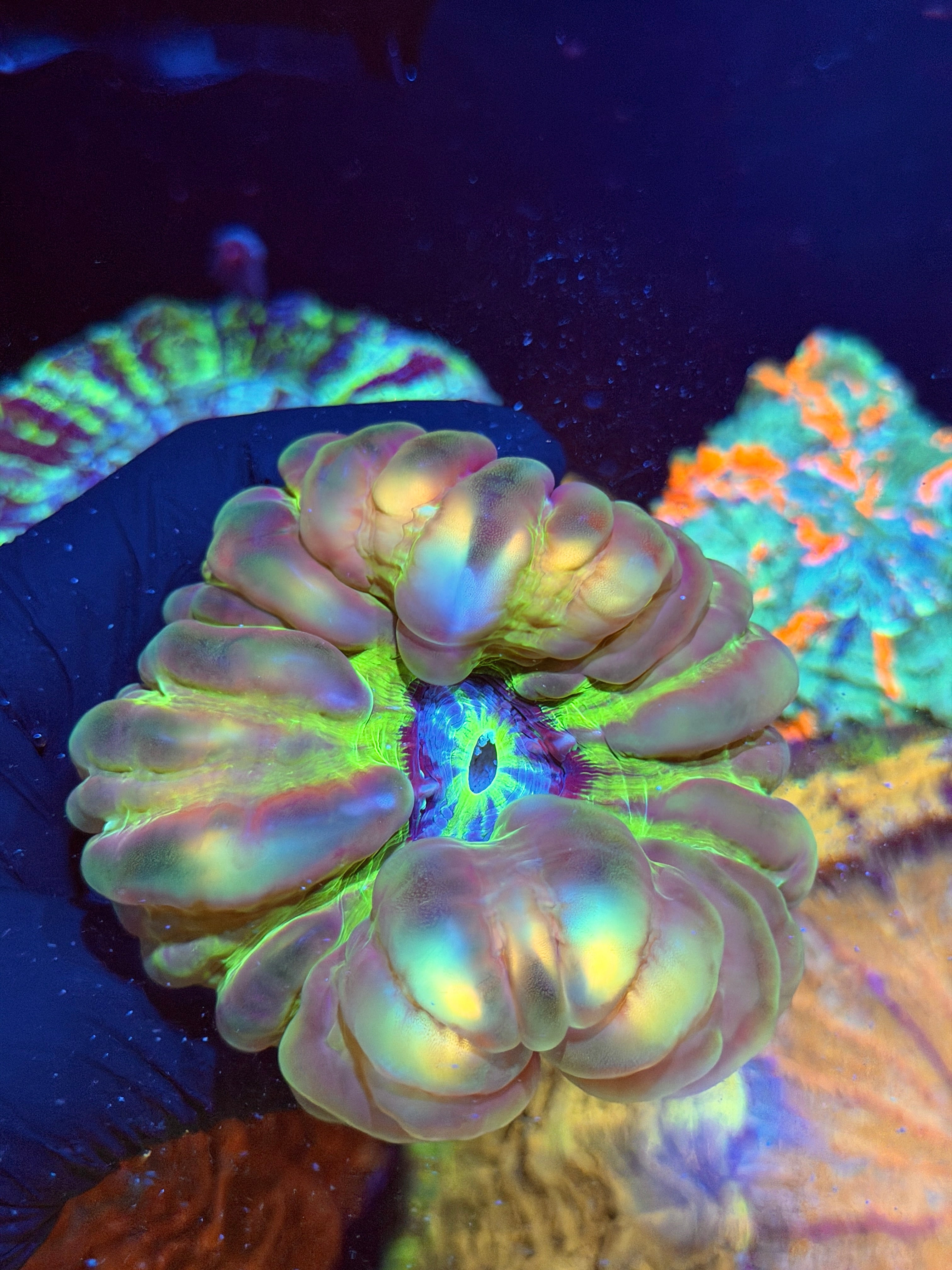 Unique Cynarina Meat Coral XL