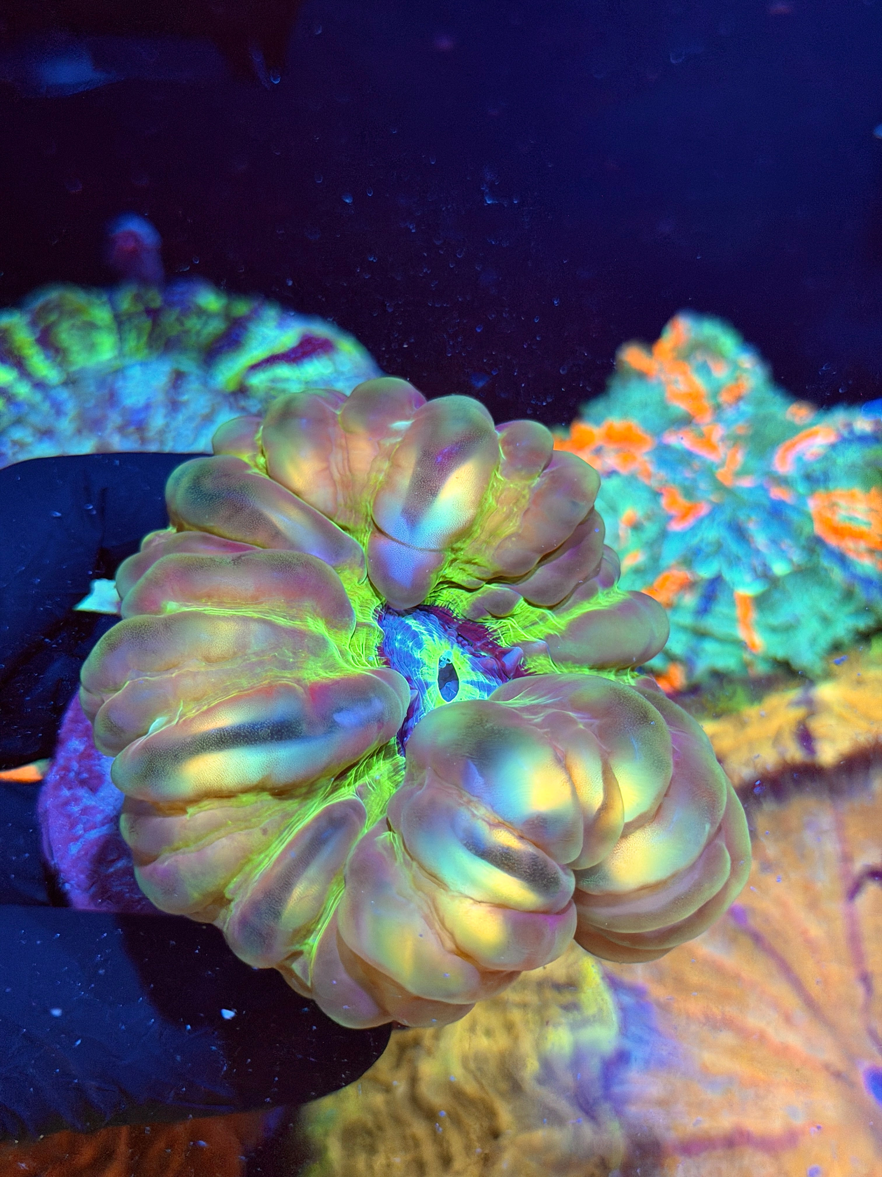 Unique Cynarina Meat Coral XL