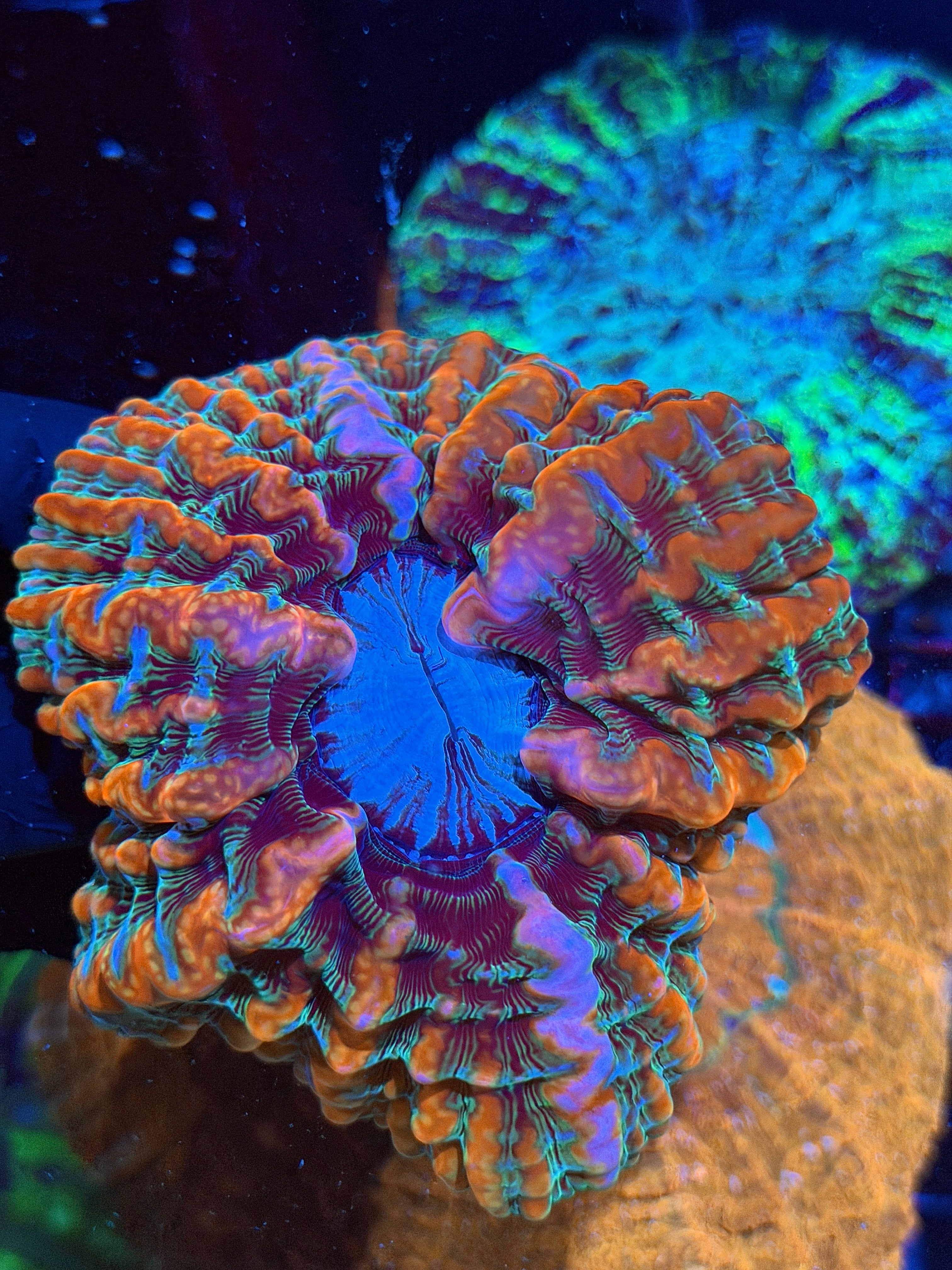 Rainbow Indophyllia Meat Coral XL