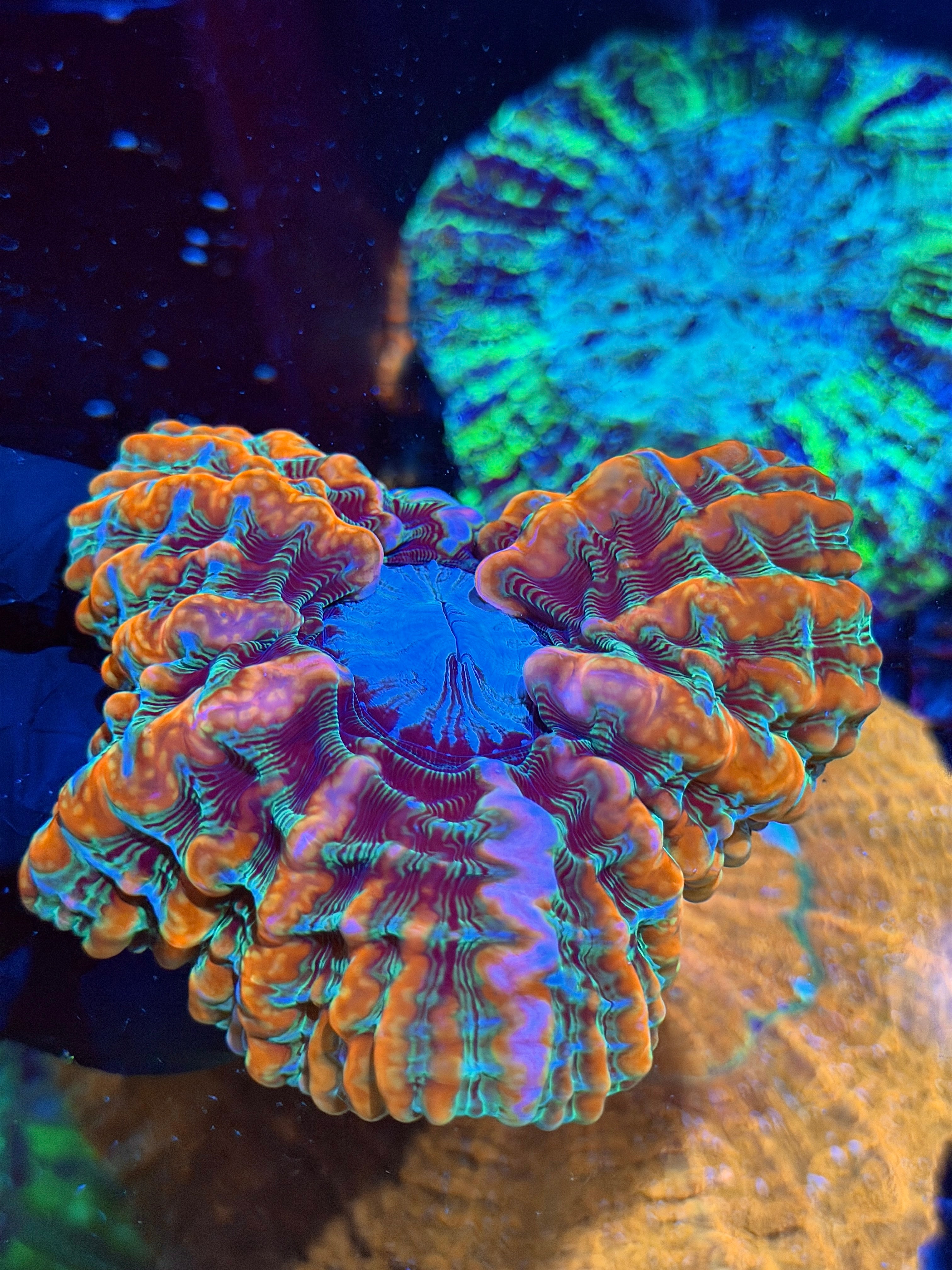 Rainbow Indophyllia Meat Coral XL