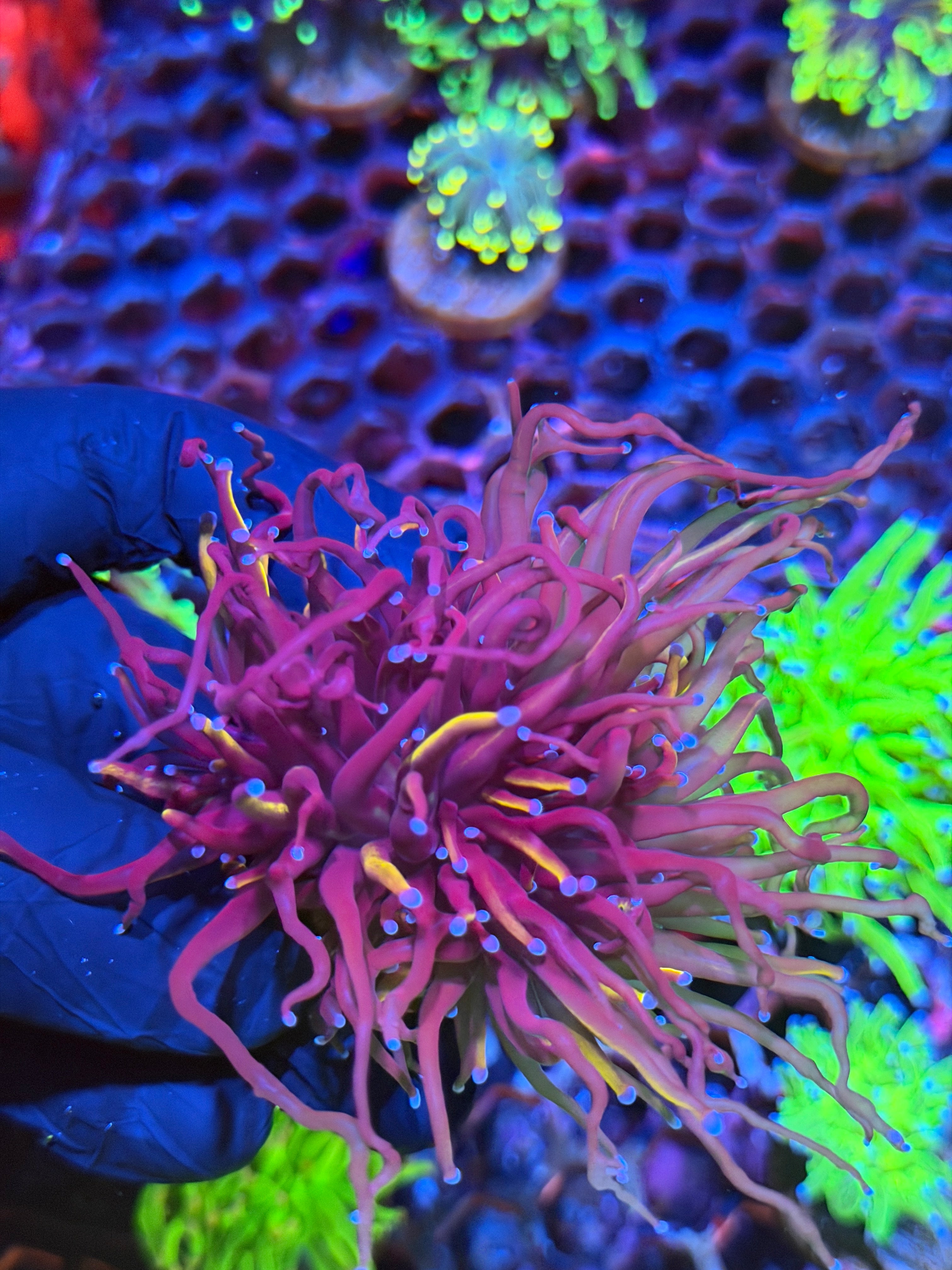 JEA Nightmare Torch Coral 2 Heads XL