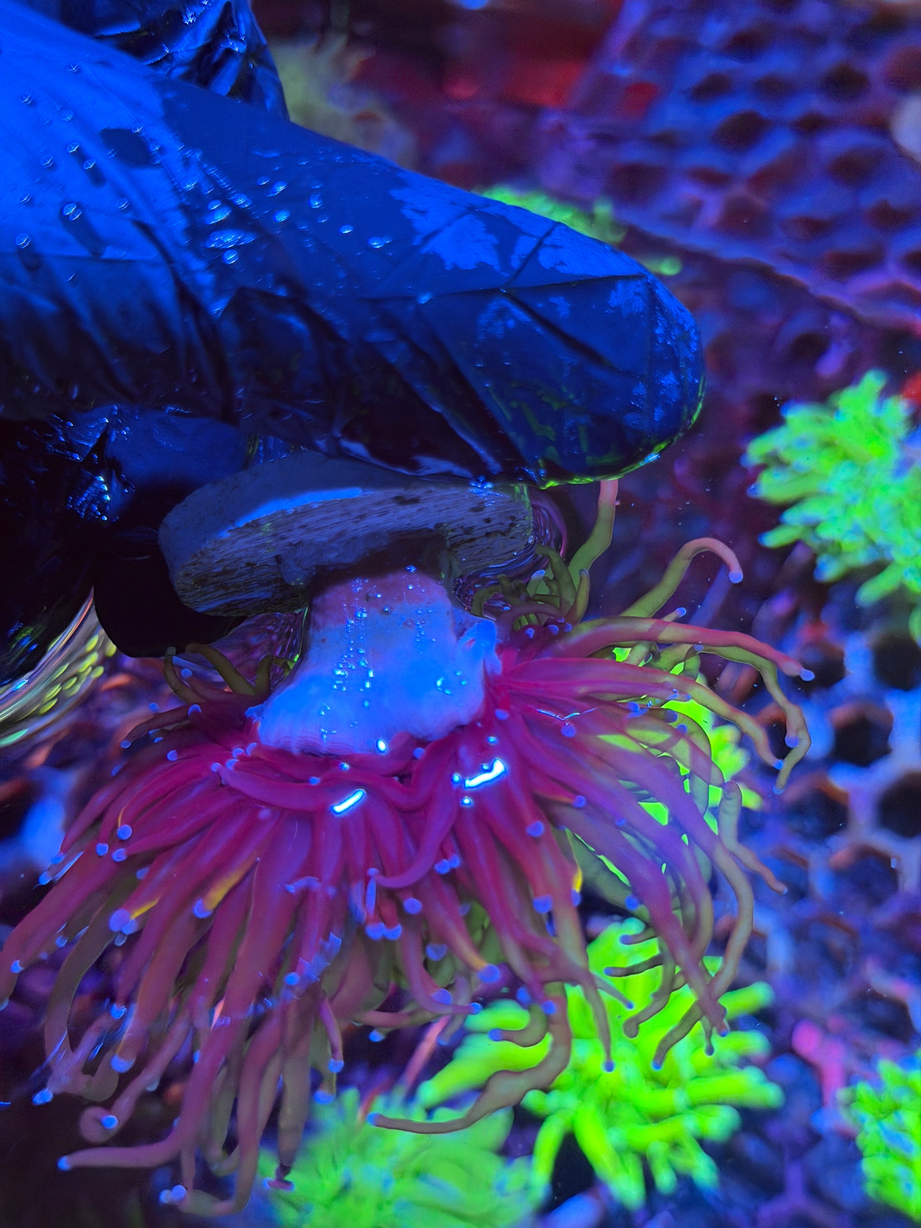 JEA Nightmare Torch Coral 2 Heads XL