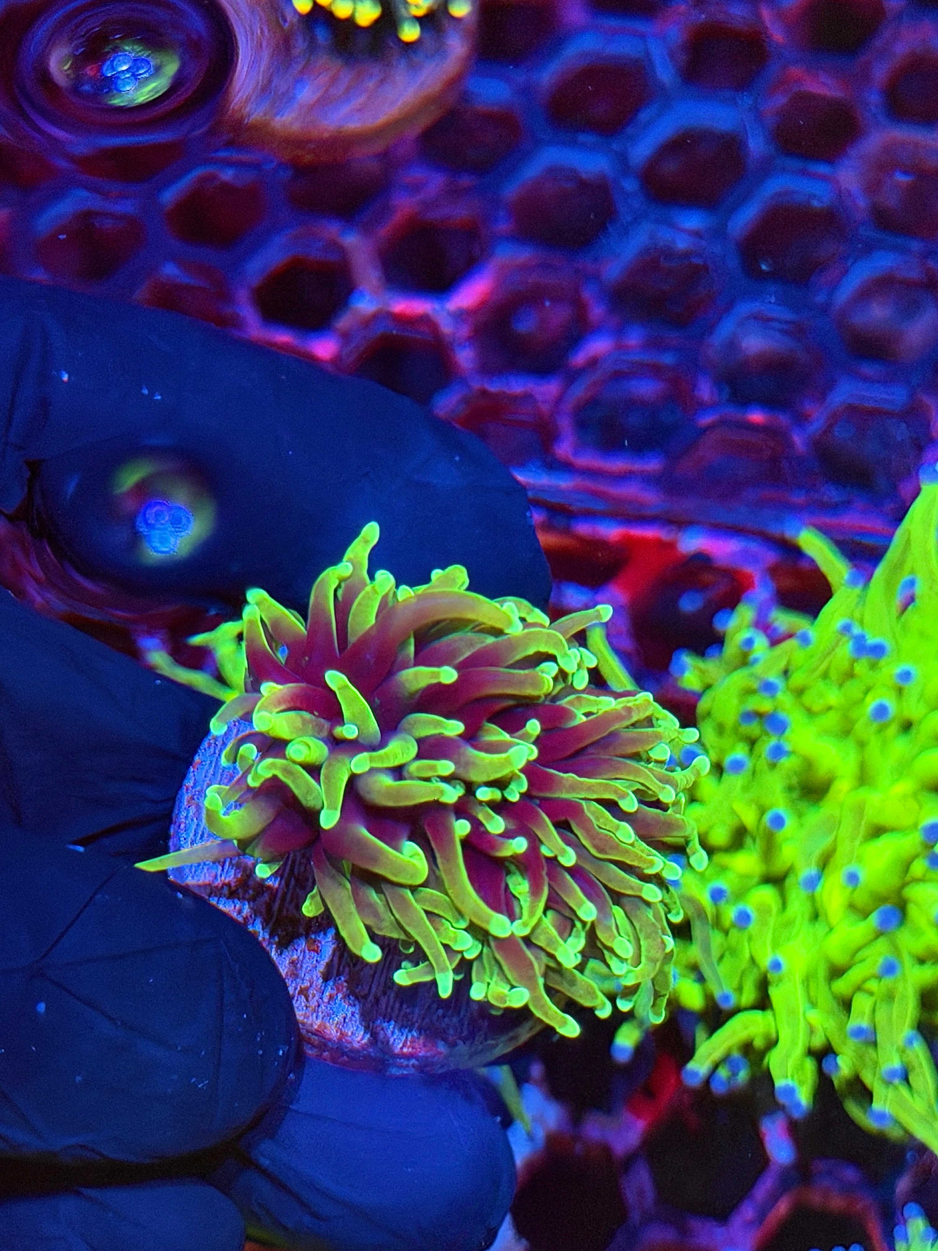 JEA Dragon Soul Torch Coral 2 Heads XL