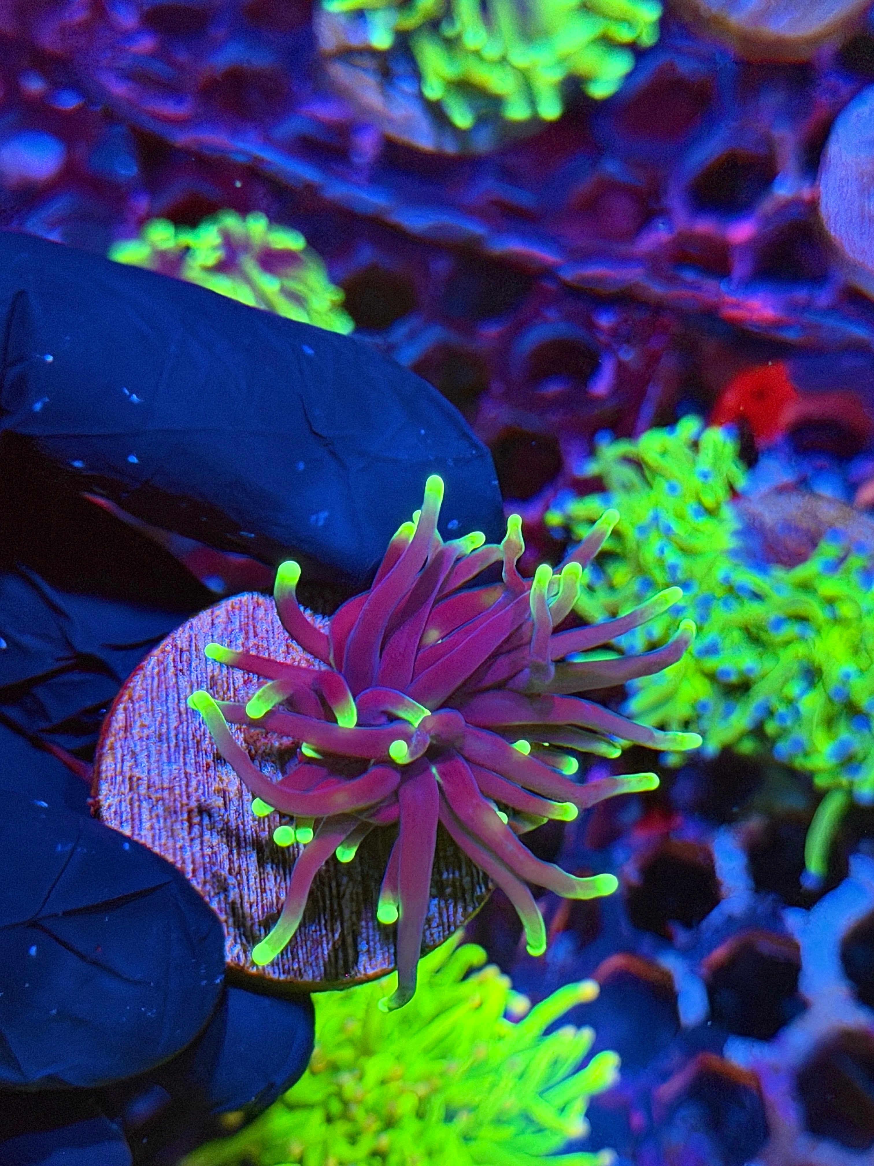 JEA Grim Reaper Torch Coral 1 Head
