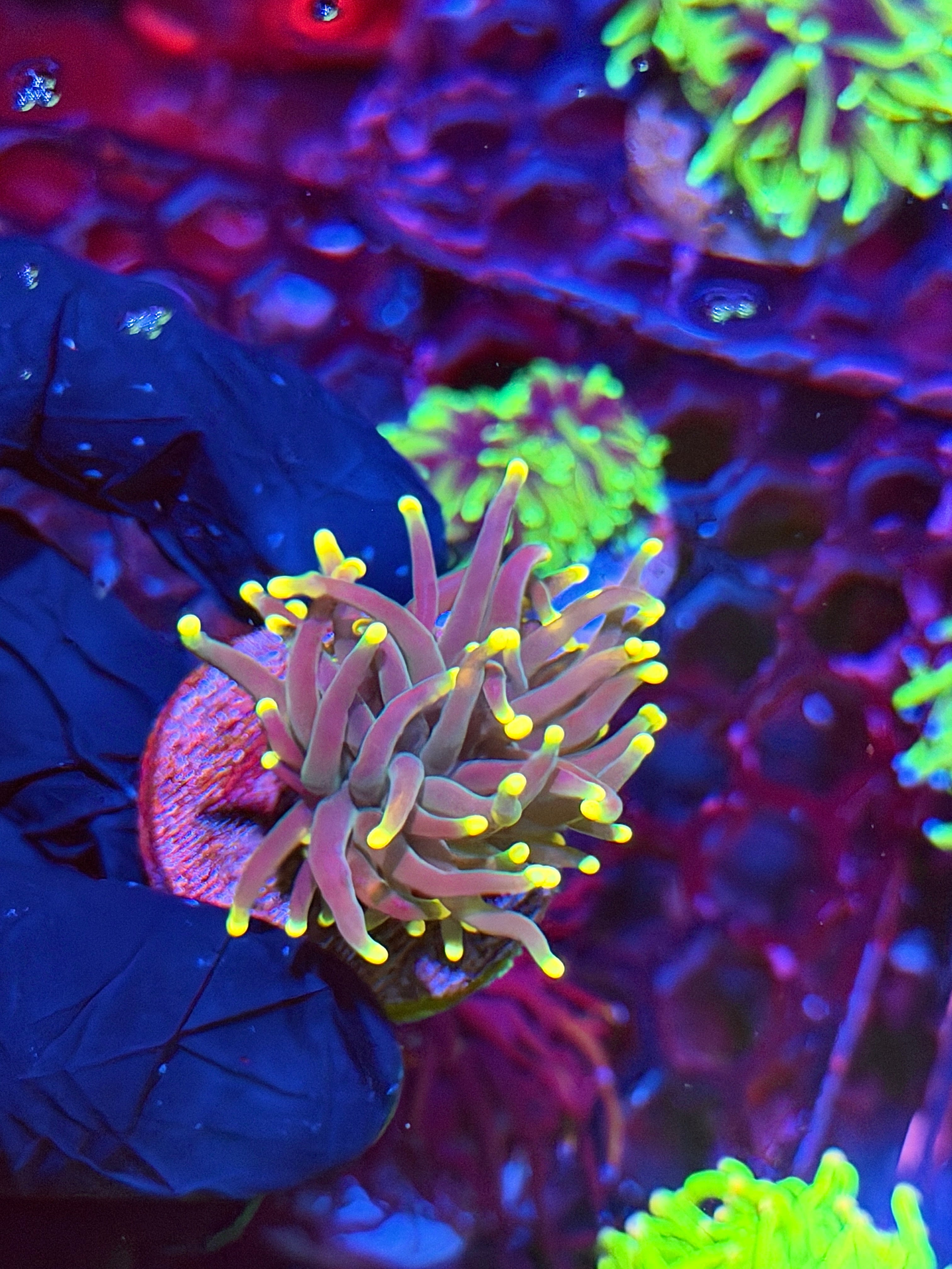 JEA Grape Limeade Torch Coral 1 Head