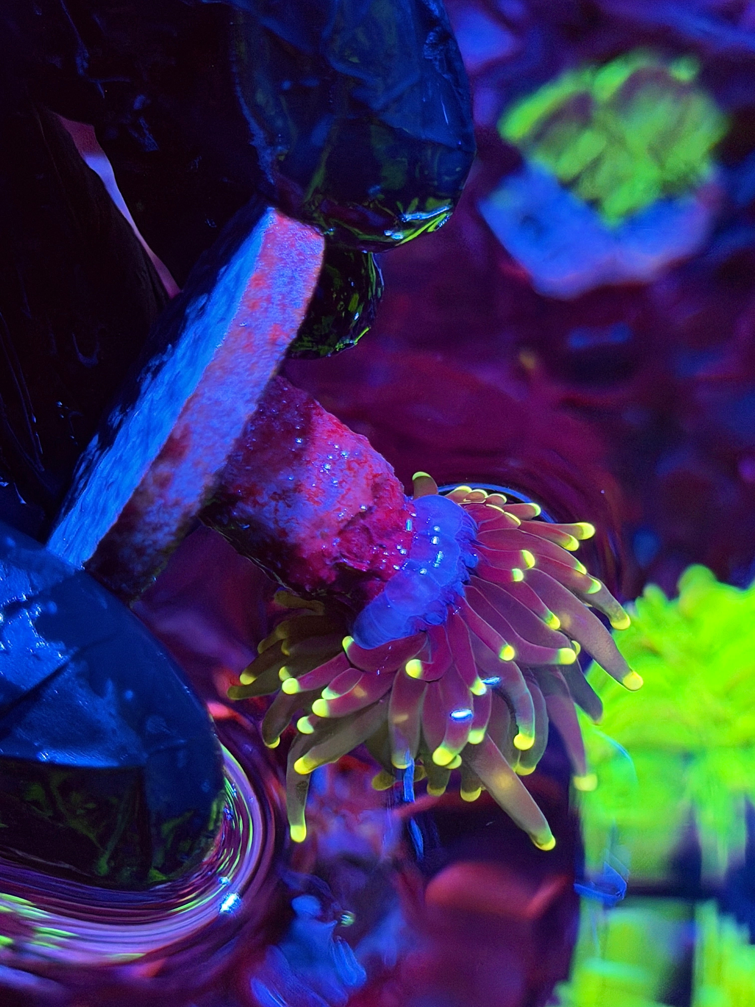 JEA Grape Limeade Torch Coral 1 Head
