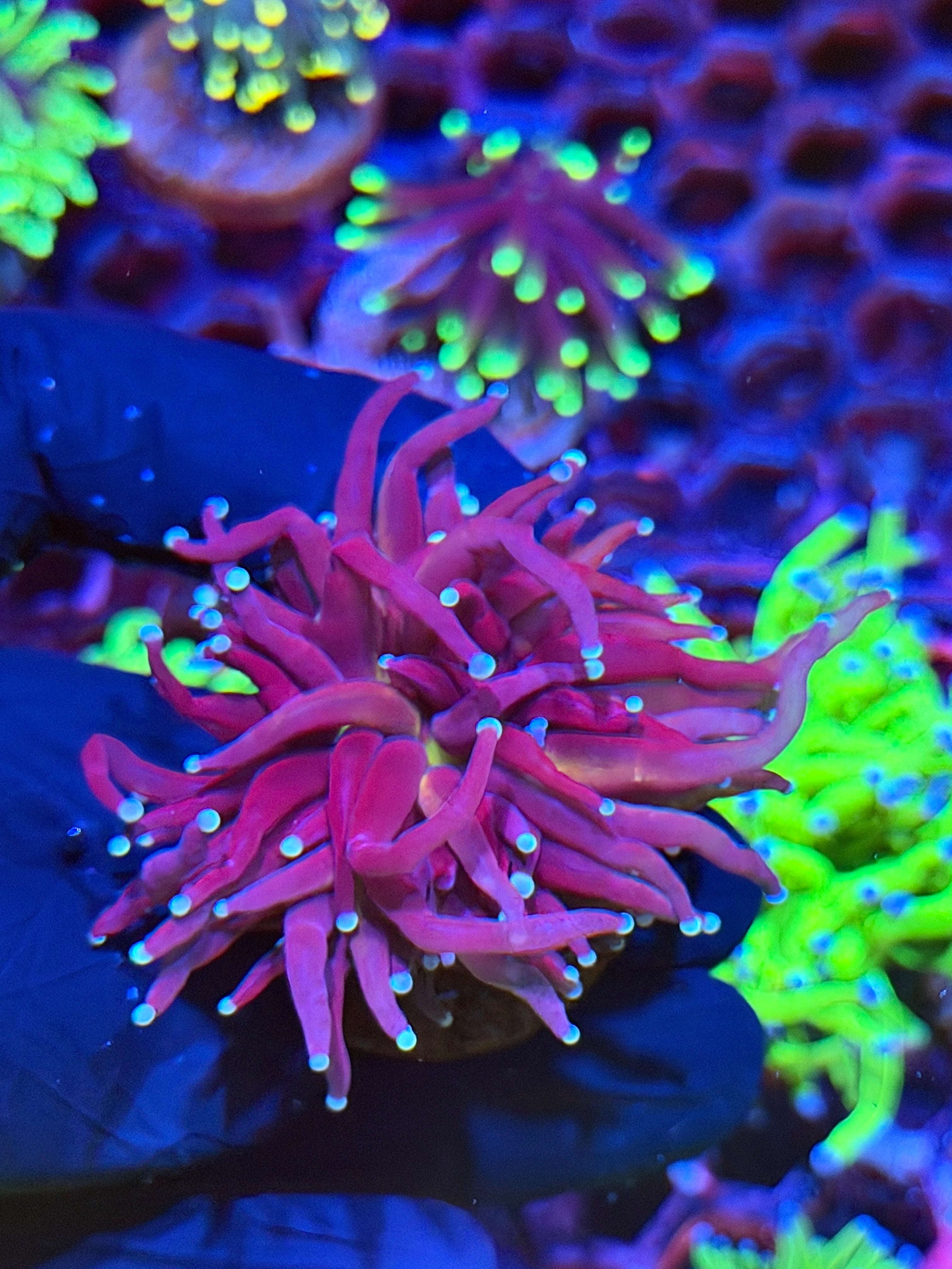 JEA Purple Tiger 2.0 Torch Coral 1 head XL