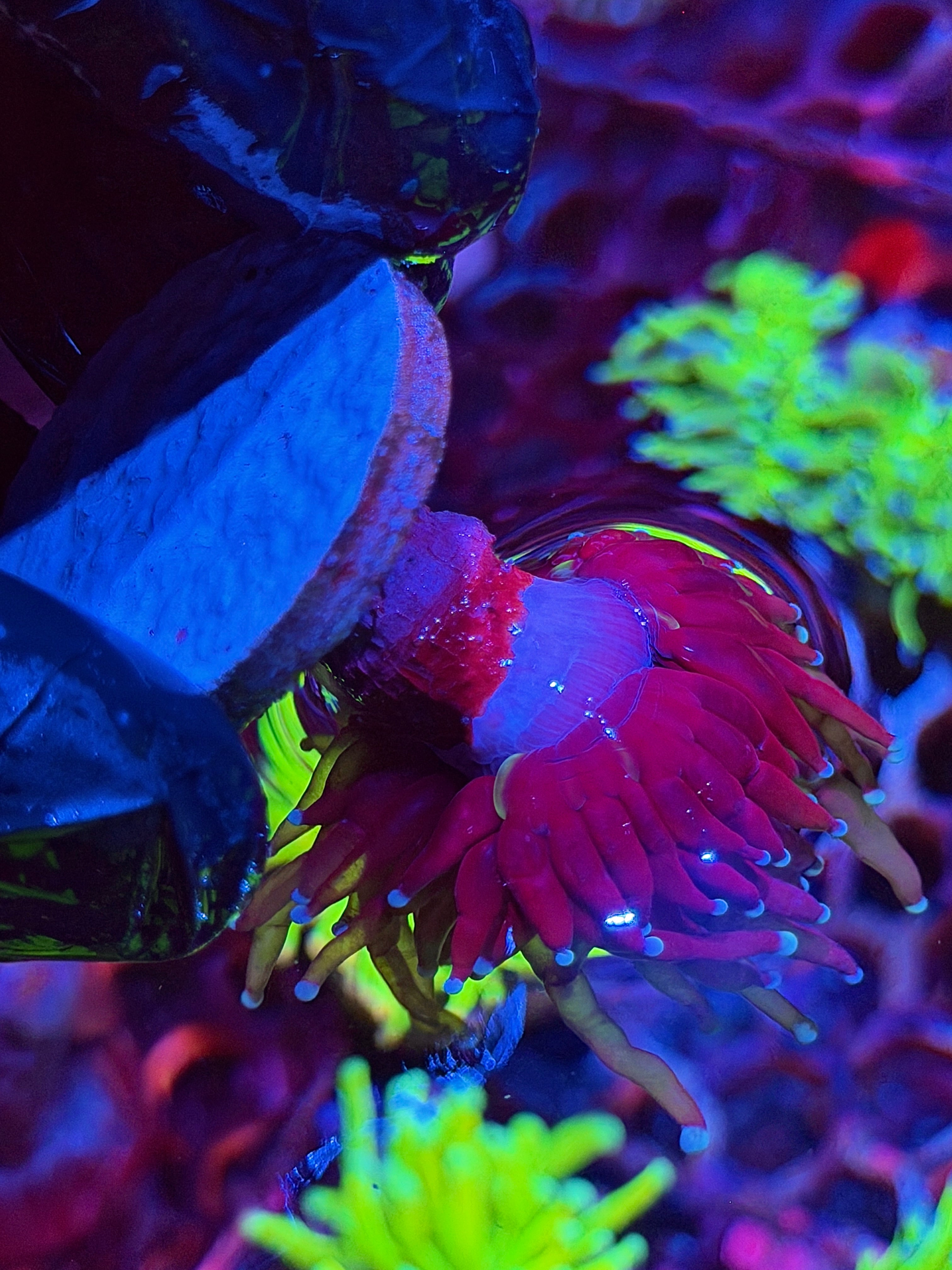 JEA Purple Tiger 2.0 Torch Coral 1 head XL