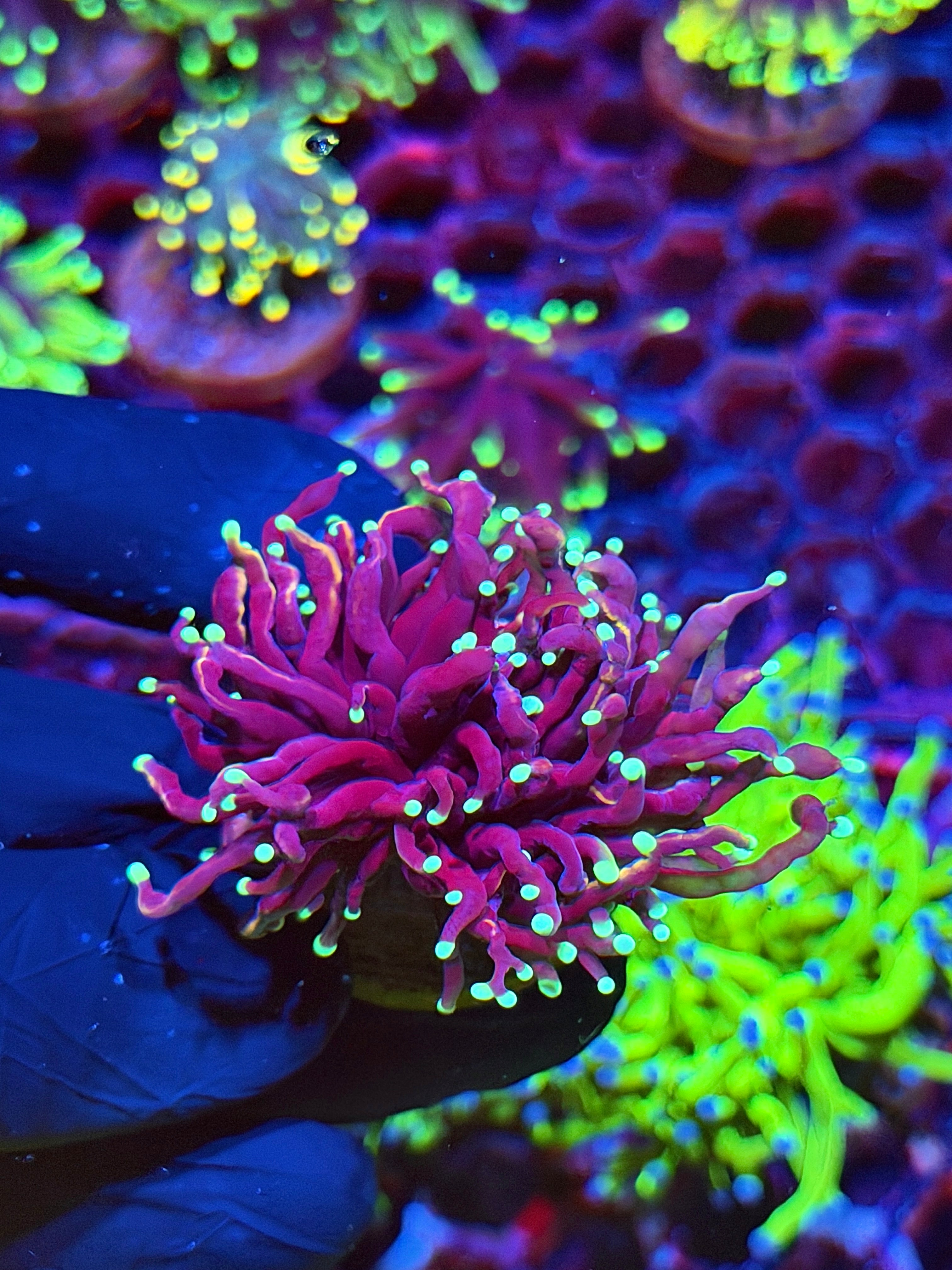 JEA Frostbite  Torch Coral 1 Head XL
