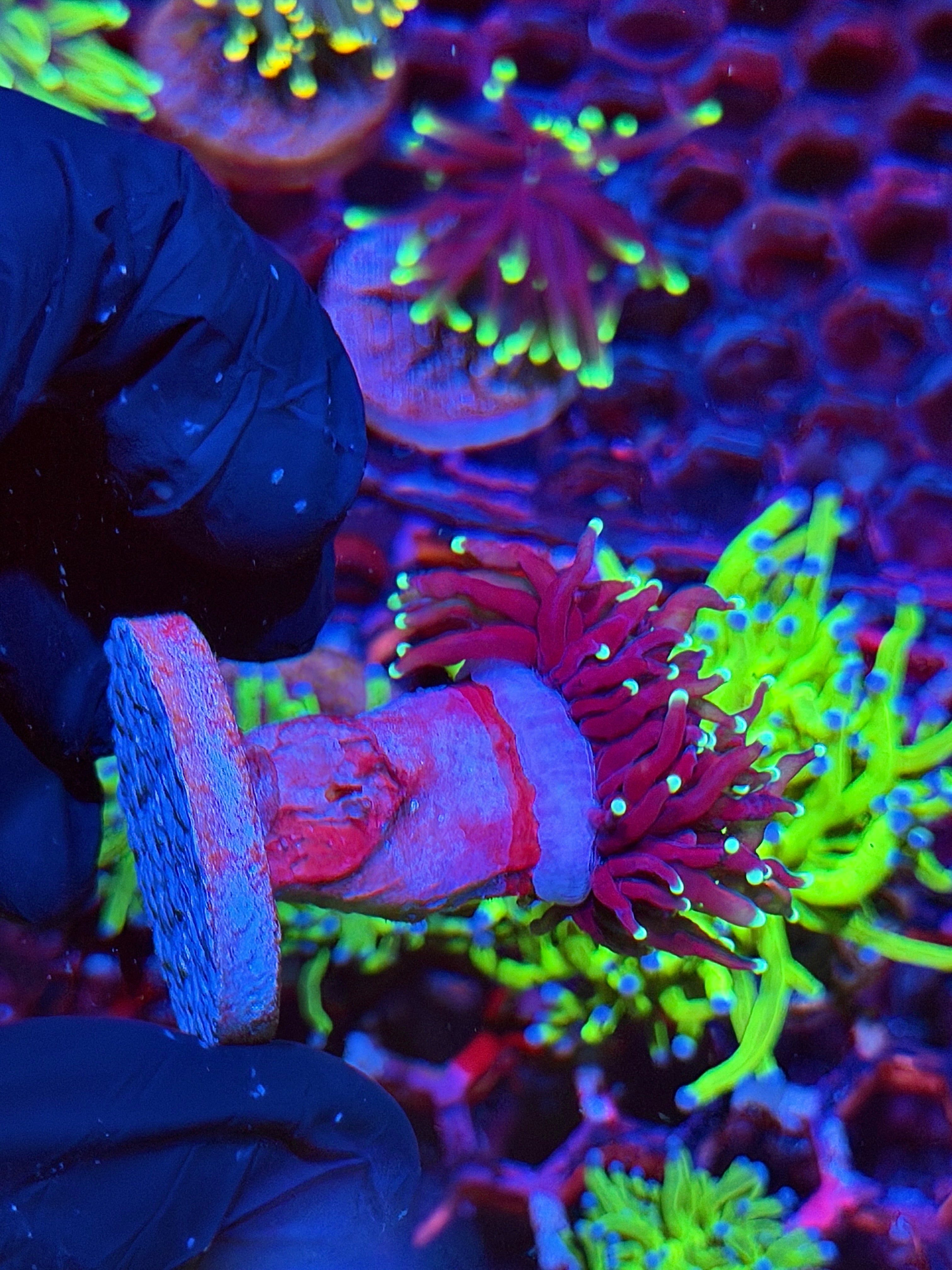 JEA Frostbite  Torch Coral 1 Head XL