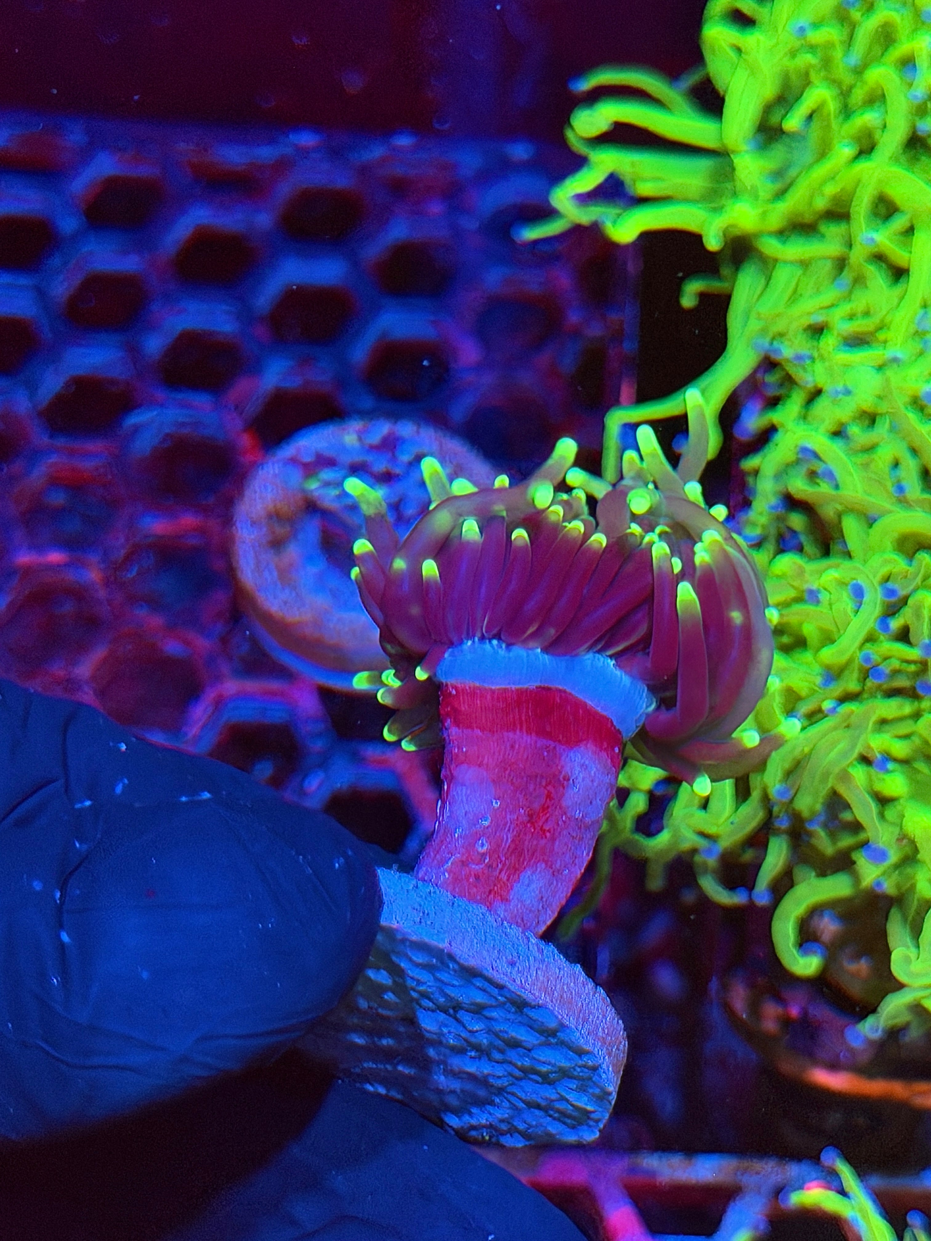 JEA Grim Reaper Torch Coral 1 XL Head Splitting