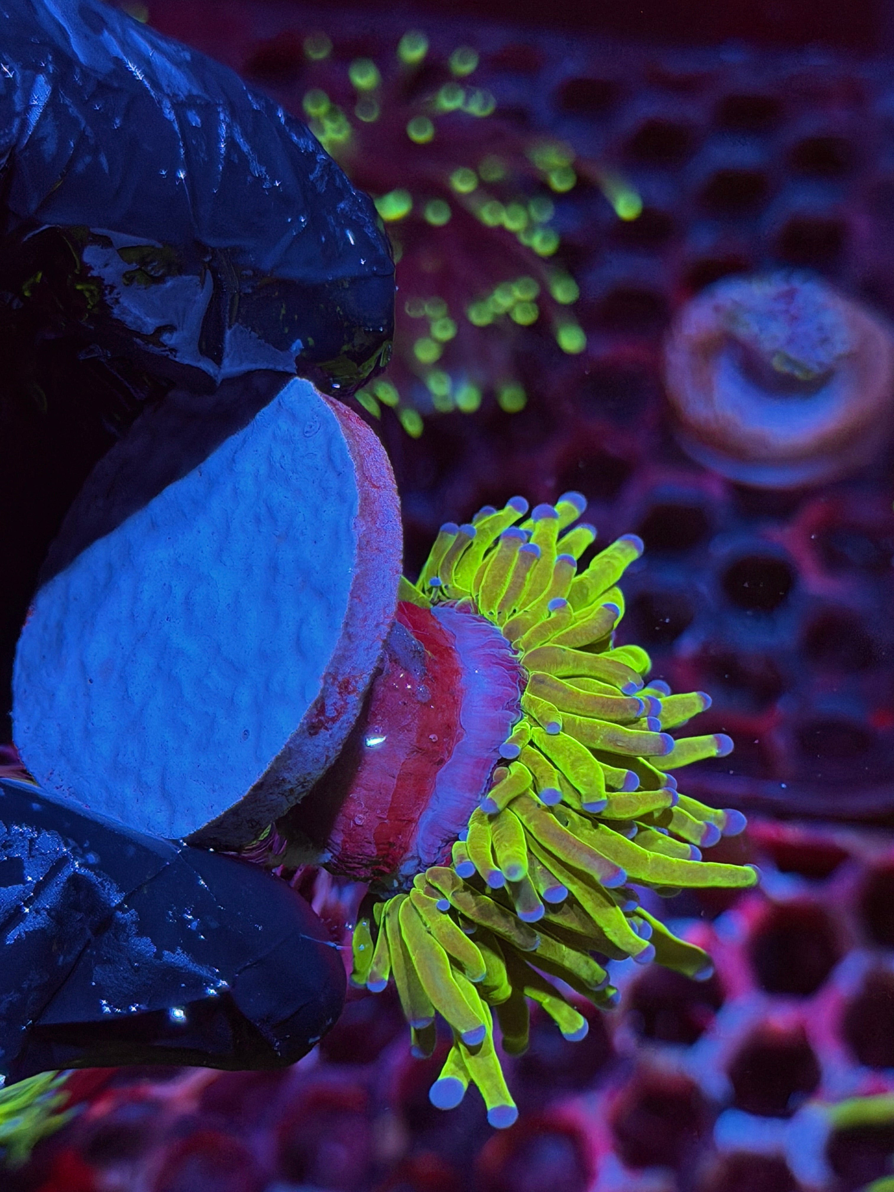 JEA Holy Grail Torch Coral 1 XL Head