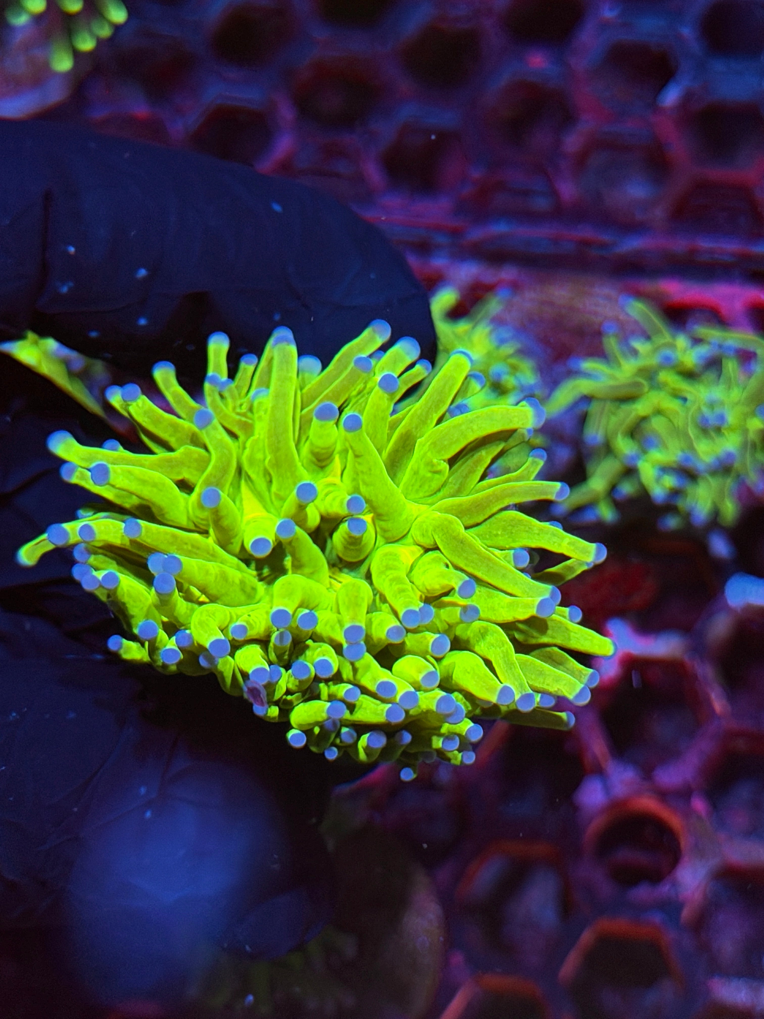 JEA Holy Grail Torch Coral 1 XL Head
