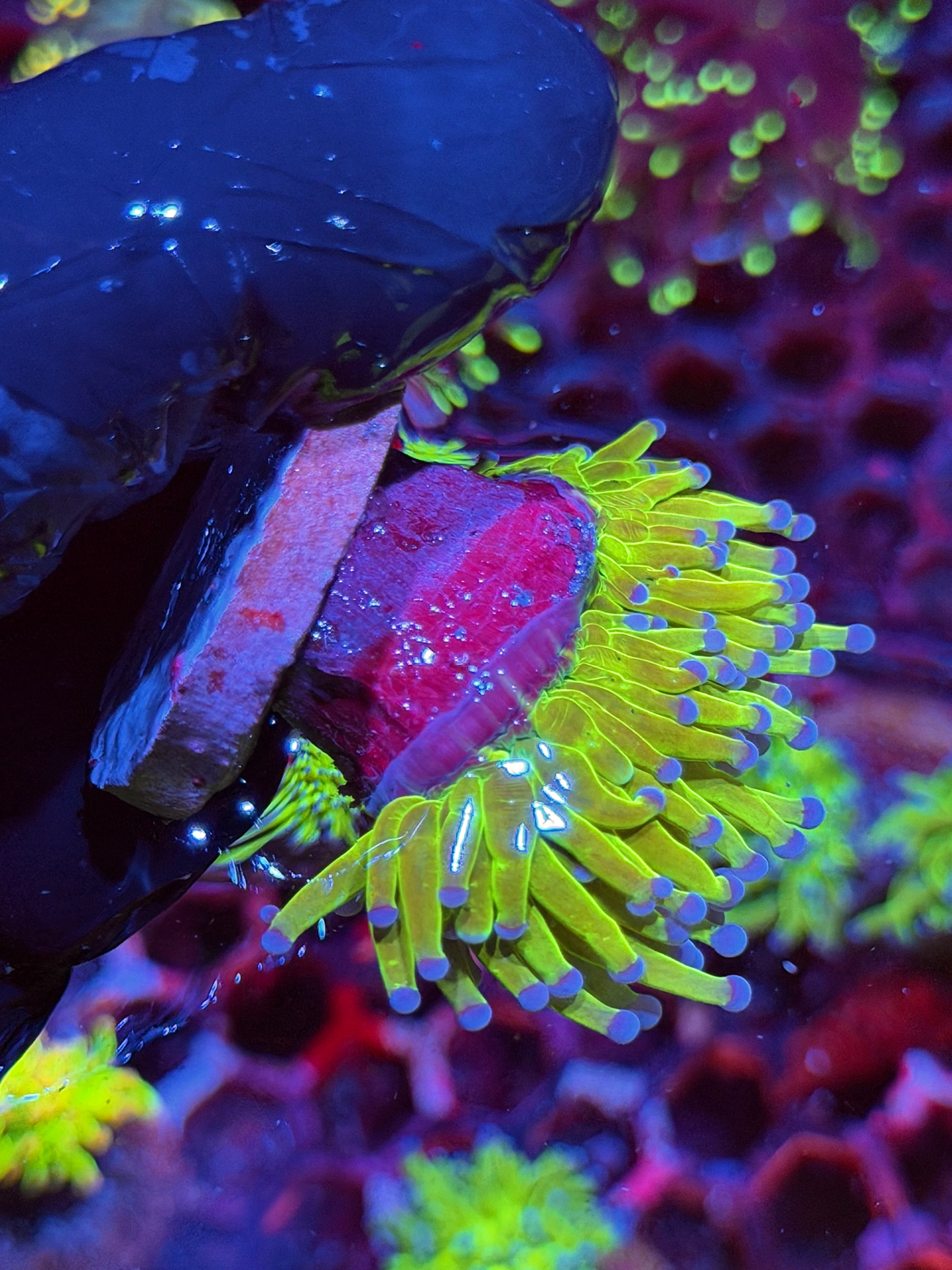JEA Holy Grail Torch Coral 1 XL Head