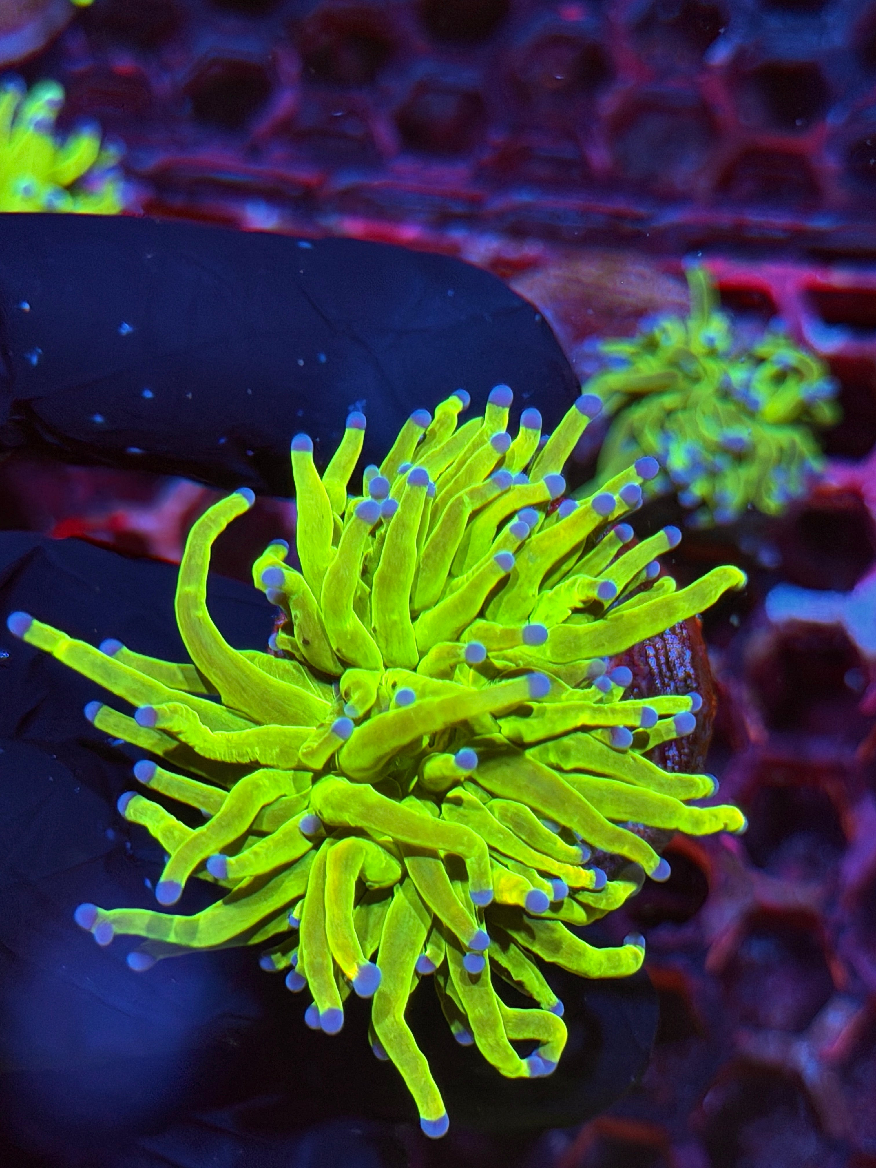 JEA Holy Grail Torch Coral 1 XL Head