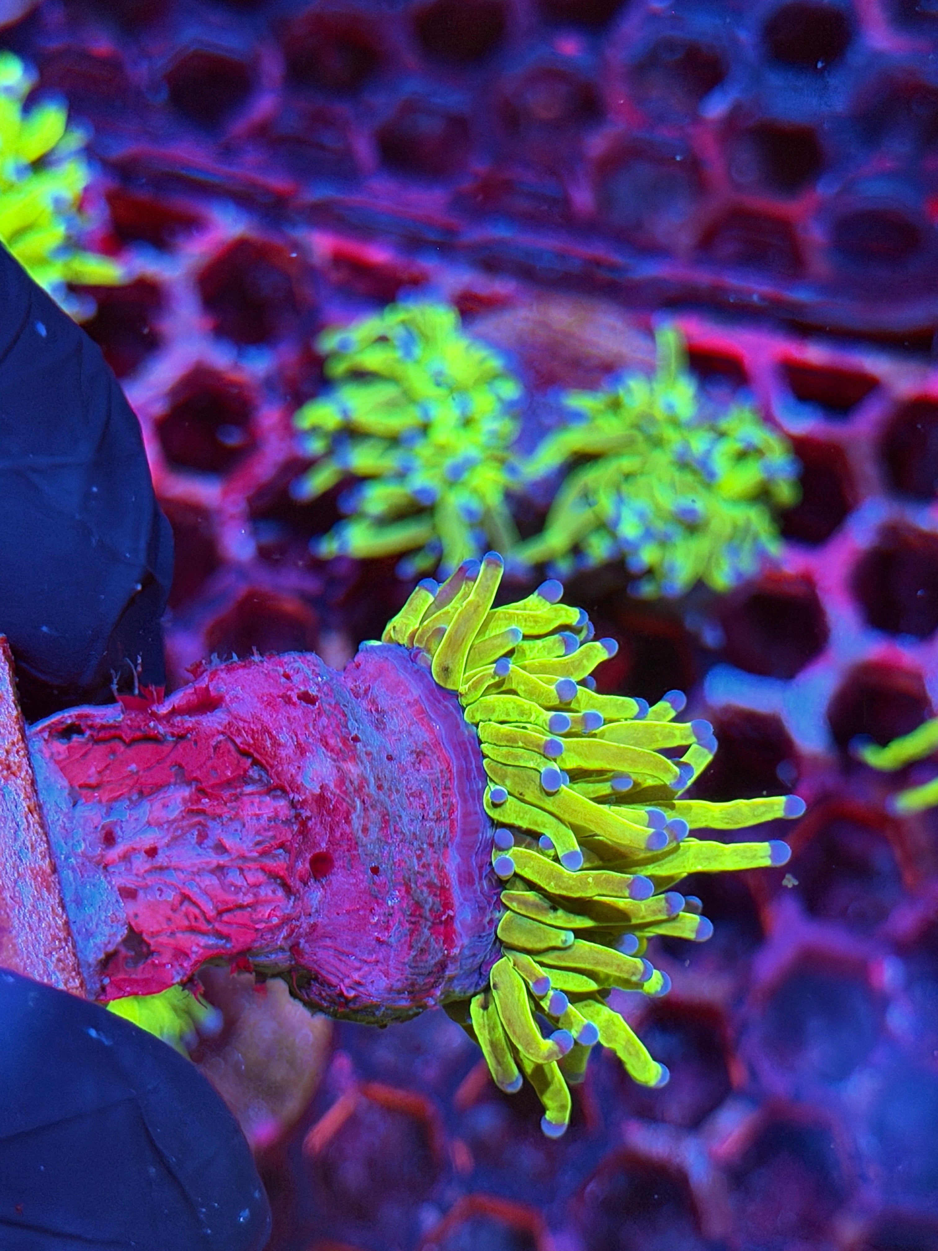 JEA Holy Grail Torch Coral 1 XL Head