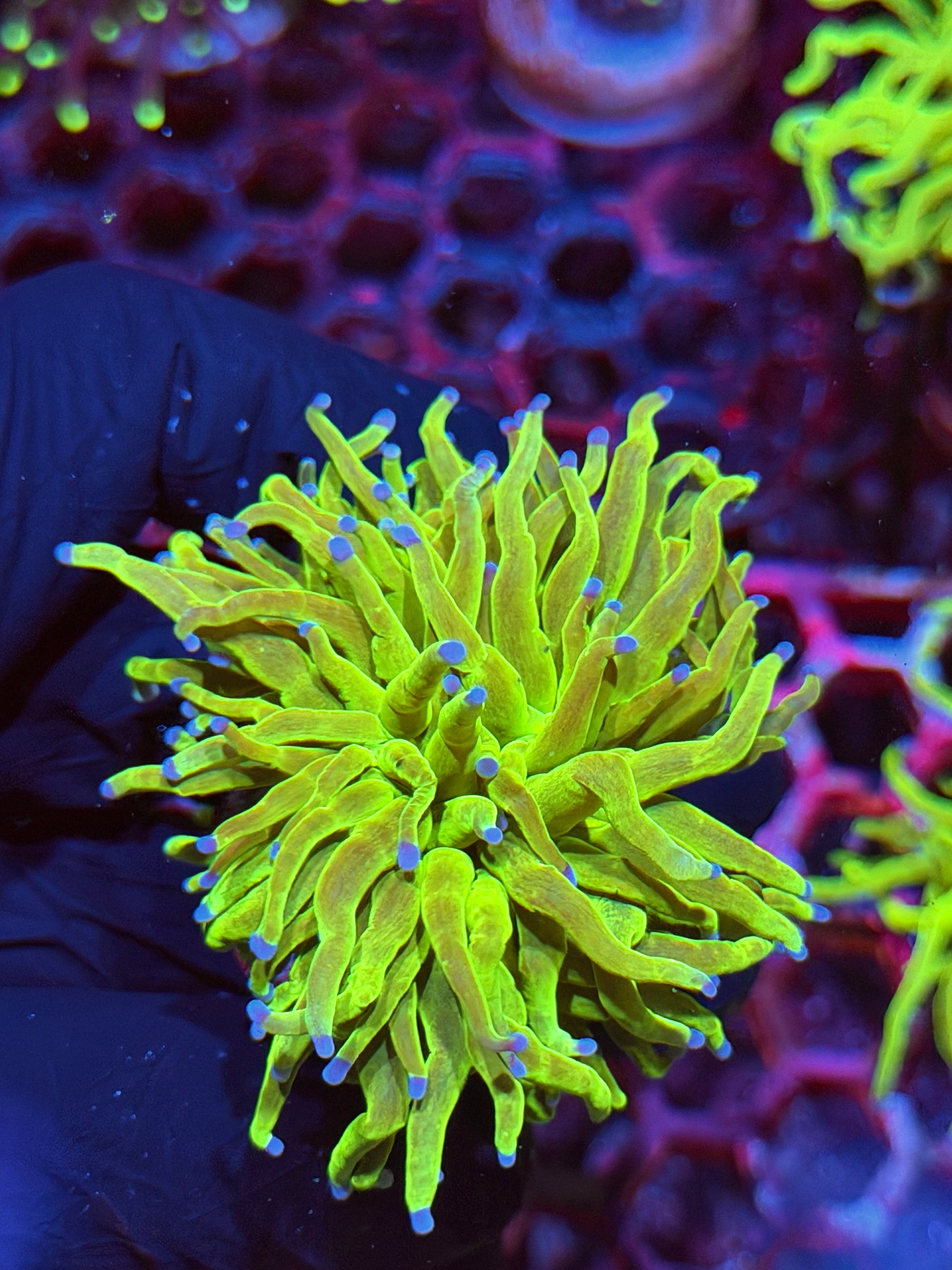 JEA Glitter Holy Grail Torch Coral 1 XL Head