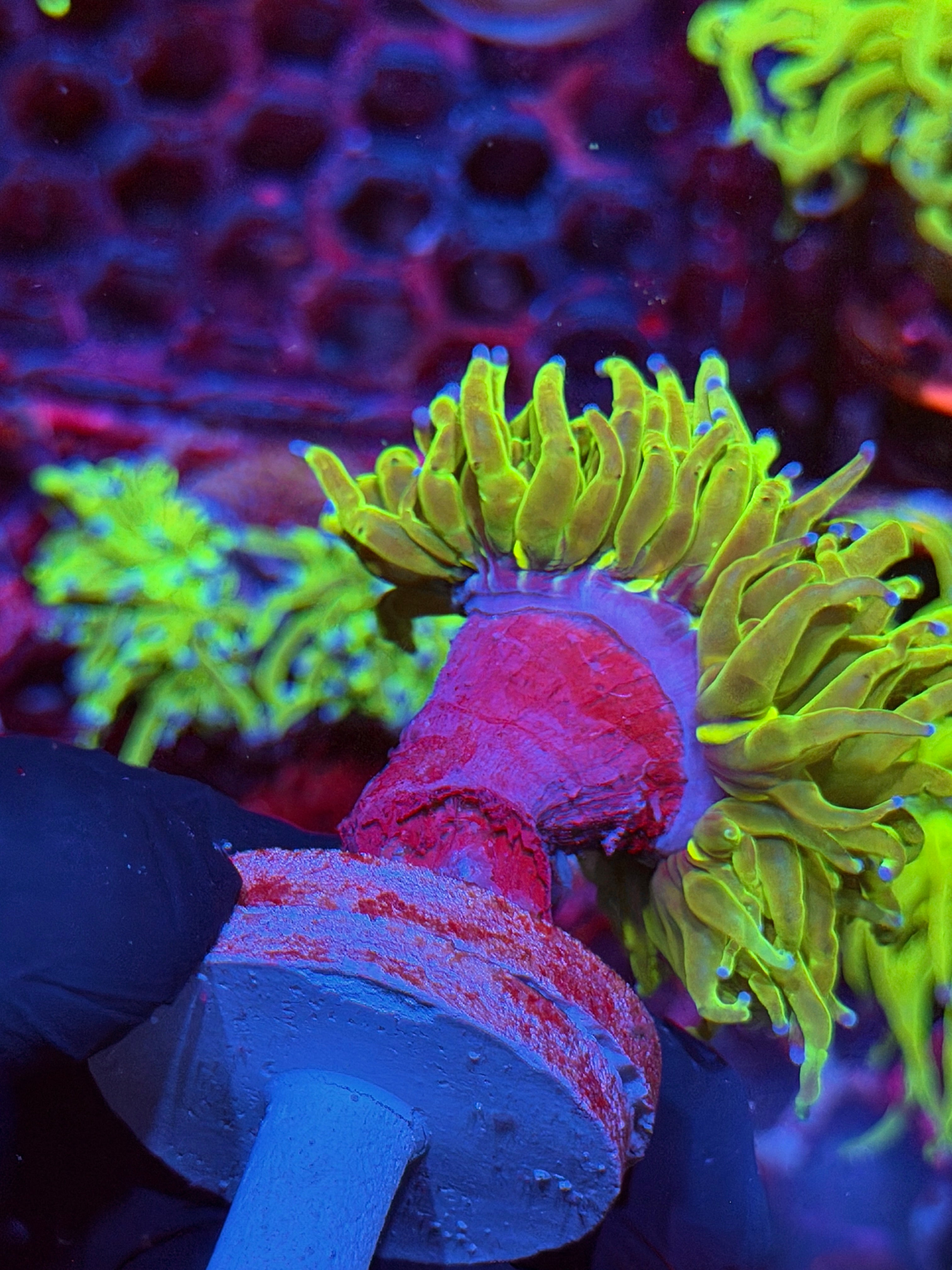 JEA Glitter Holy Grail Torch Coral 1 XL Head