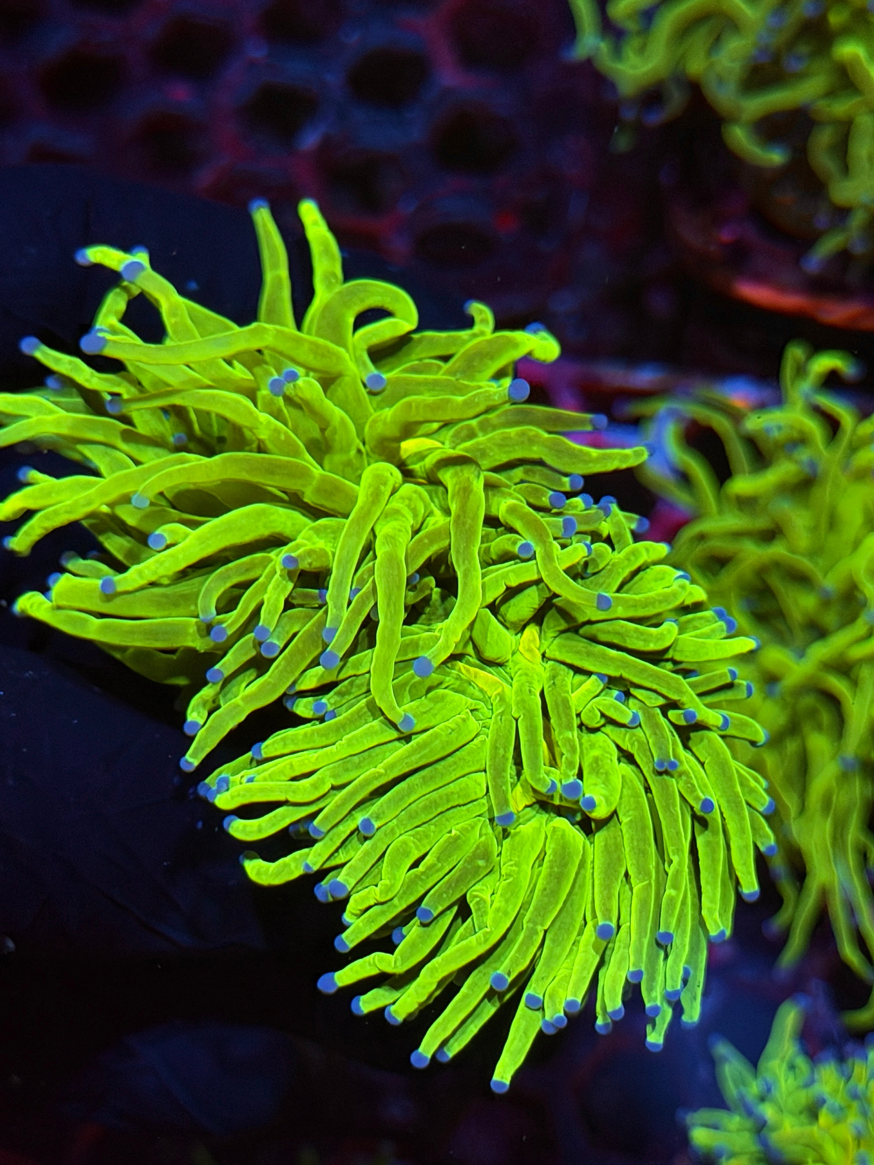 JEA Holy Grail Torch Coral 2 XXL Heads Show Sized